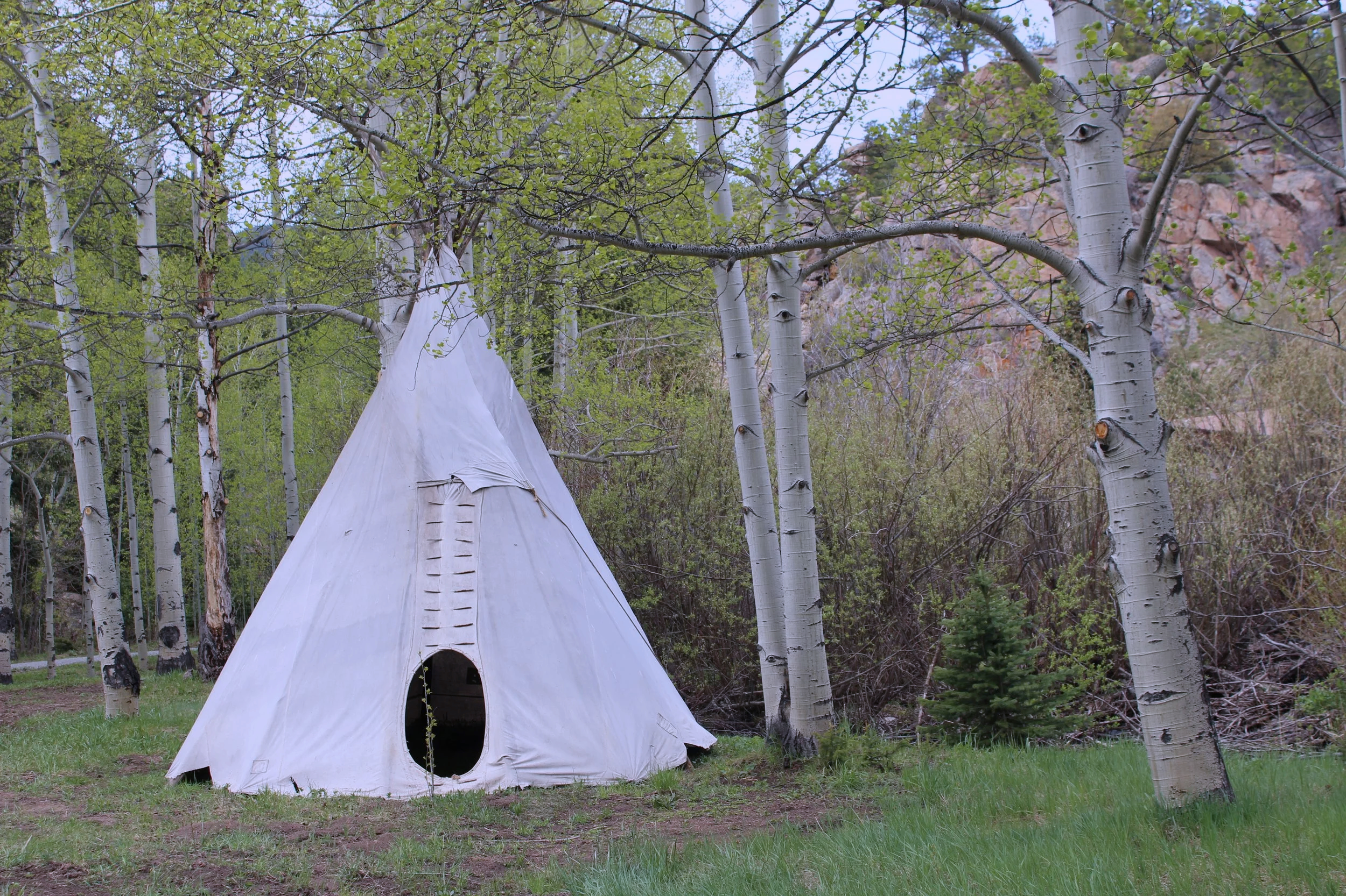 A white tipi tent set up in a forest clearing, surrounded by aspen trees with green leaves and grass.