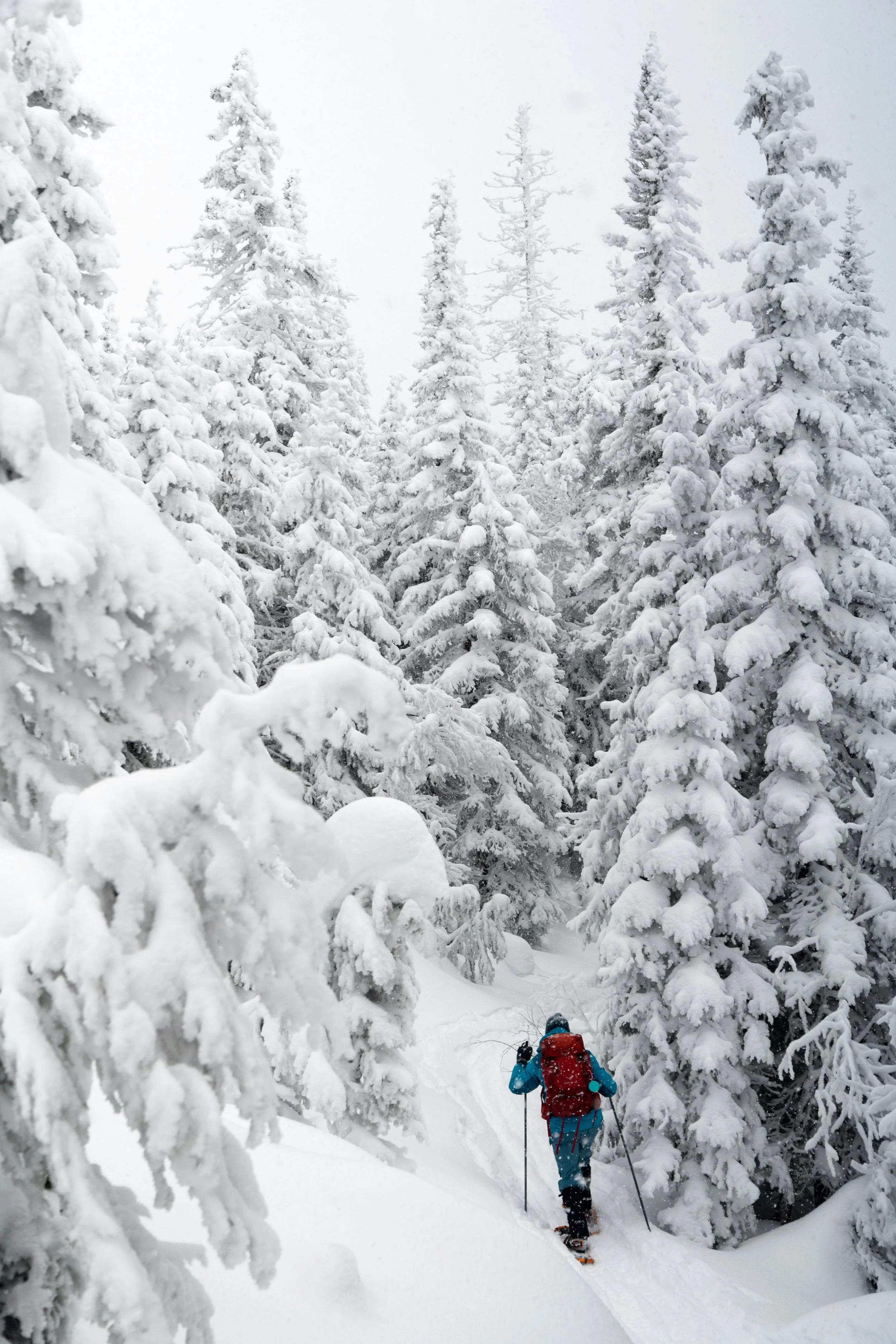 A person in winter gear hiking through a snow-covered forest with tall, snow-laden pine trees.