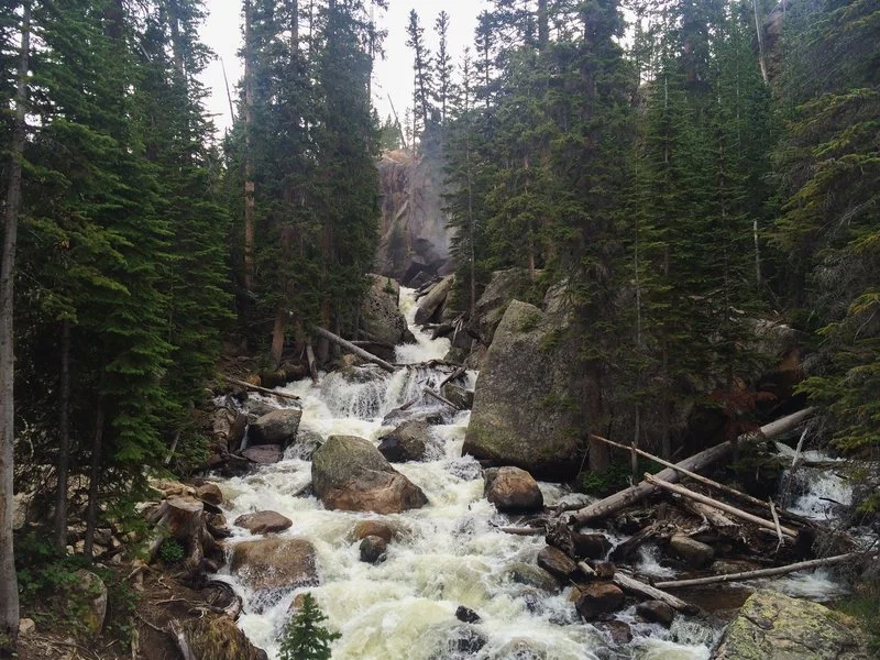 A rushing mountain stream passing over rocks and logs in a dense forest with tall evergreen trees.