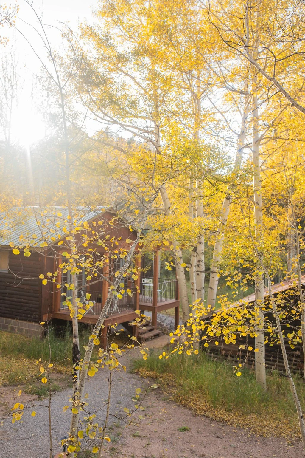 A small wooden house with a porch, surrounded by trees with yellow autumn leaves and a gravel pathway leading to the house, sunlight filtering through the branches.