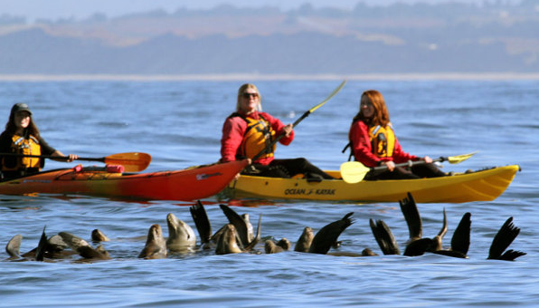 Three women kayaking on a body of water with dolphins swimming underneath.