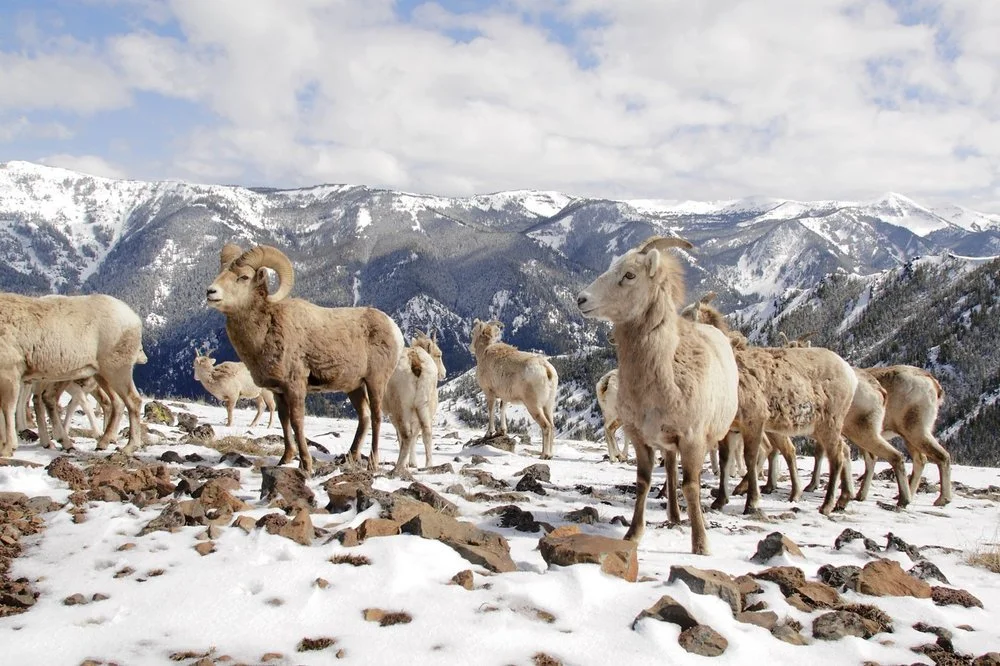 bighorn sheep at the Wallowa Homeland