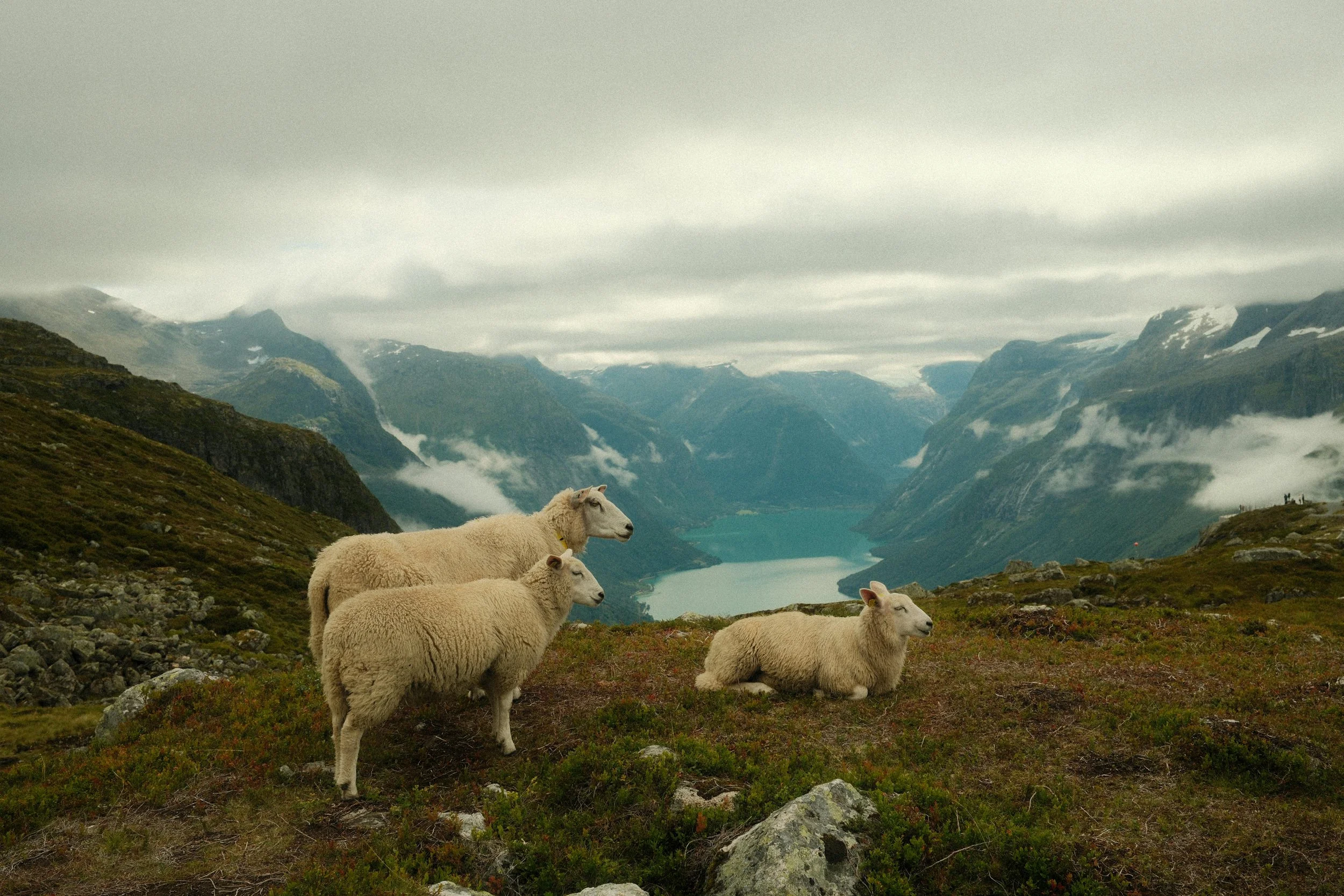 Three sheep resting on a grassy hillside overlooking a fjord with mountains and clouds in the background.