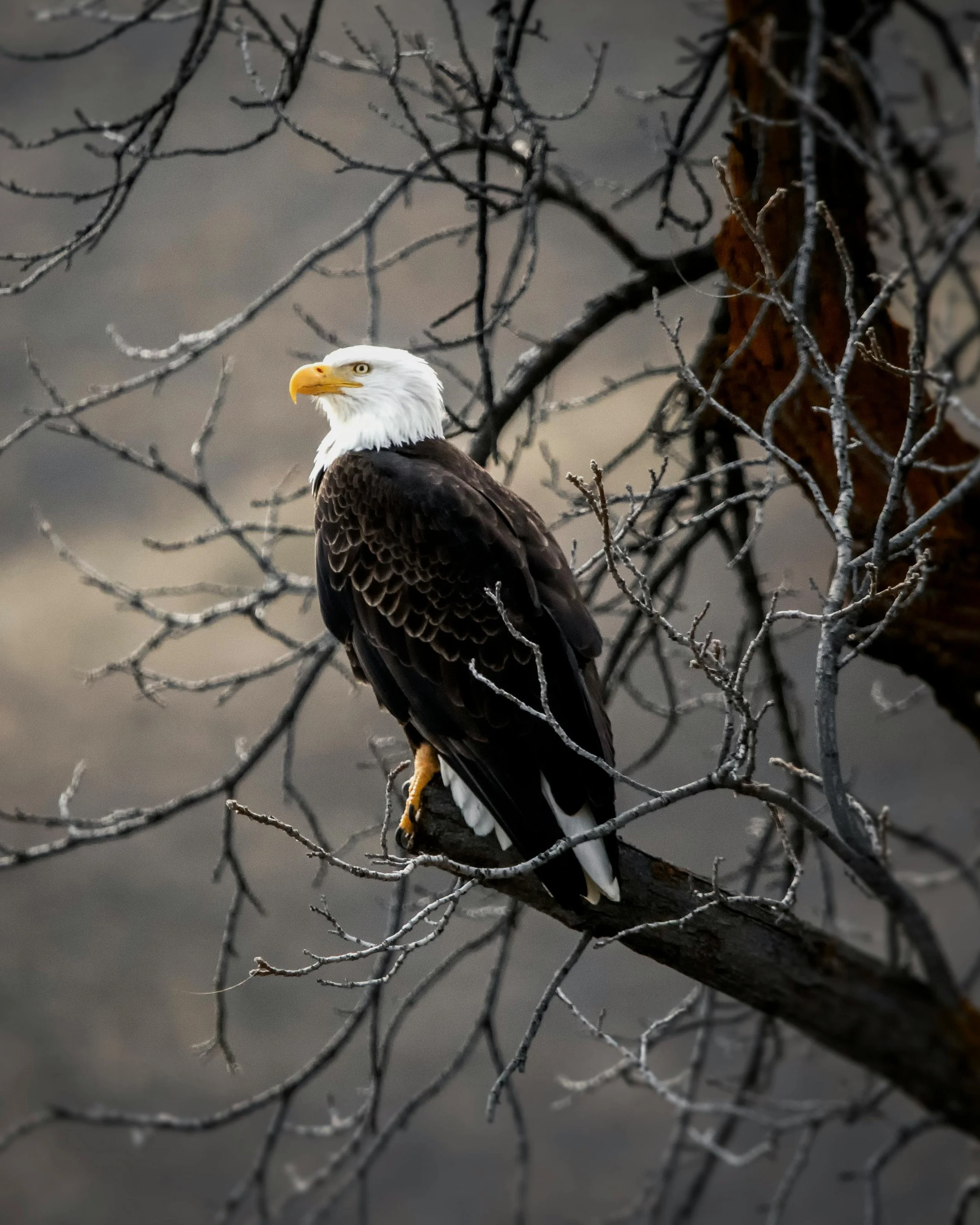 A bald eagle perched on a tree branch surrounded by bare, leafless branches.