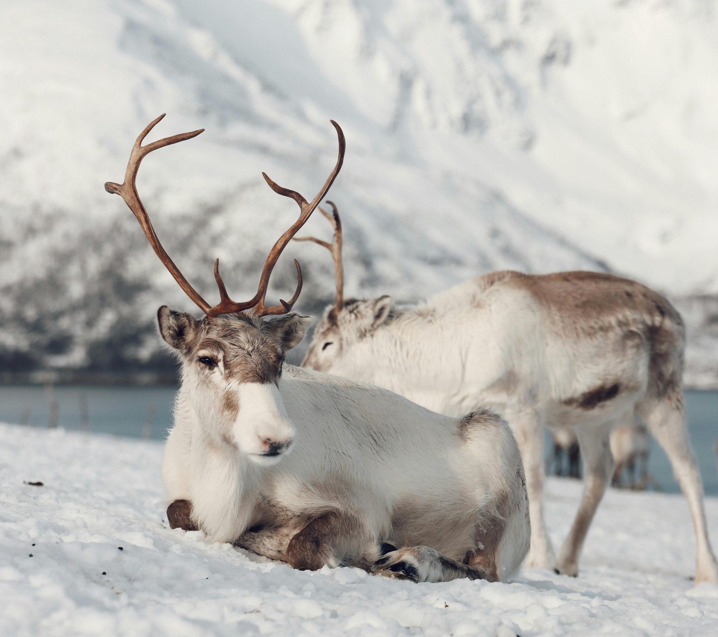 Two reindeer resting on snow with mountain and lake in the background.