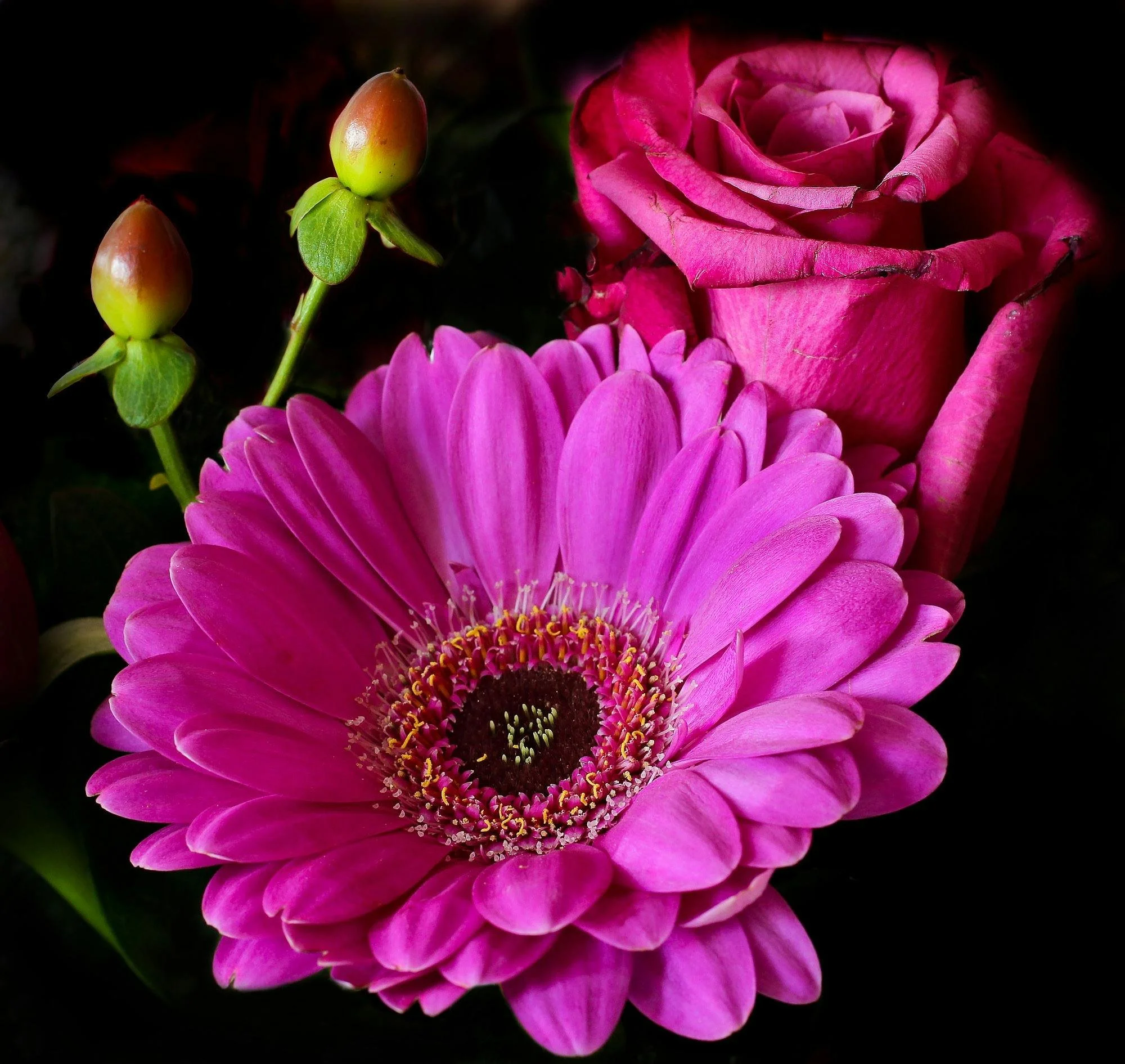 Close-up of a vibrant pink gerbera daisy with a dark center, alongside a pink rose, pink and green buds, and green leaves against a black background.