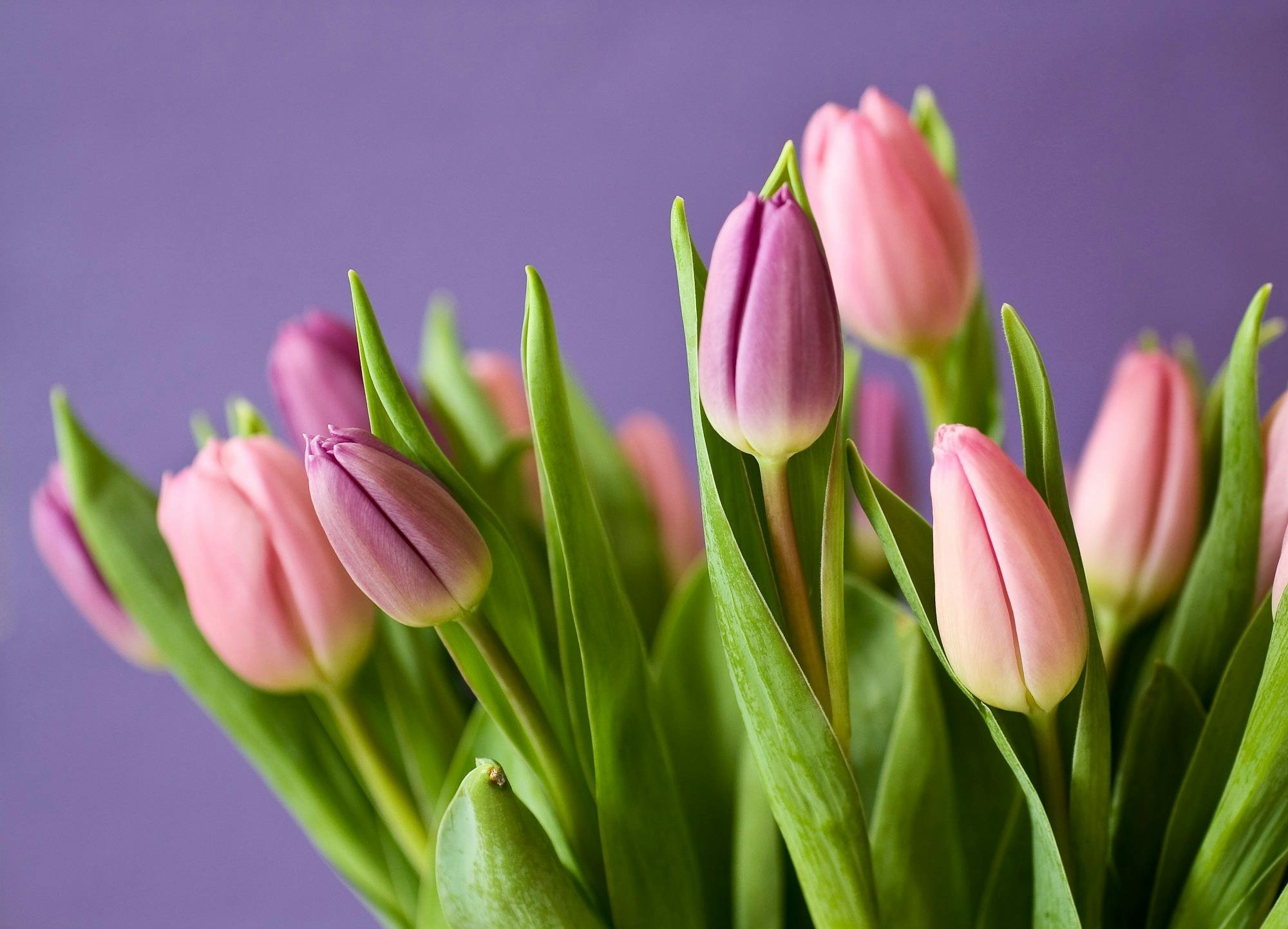 Close-up of pink tulip flowers with green leaves against a purple background.