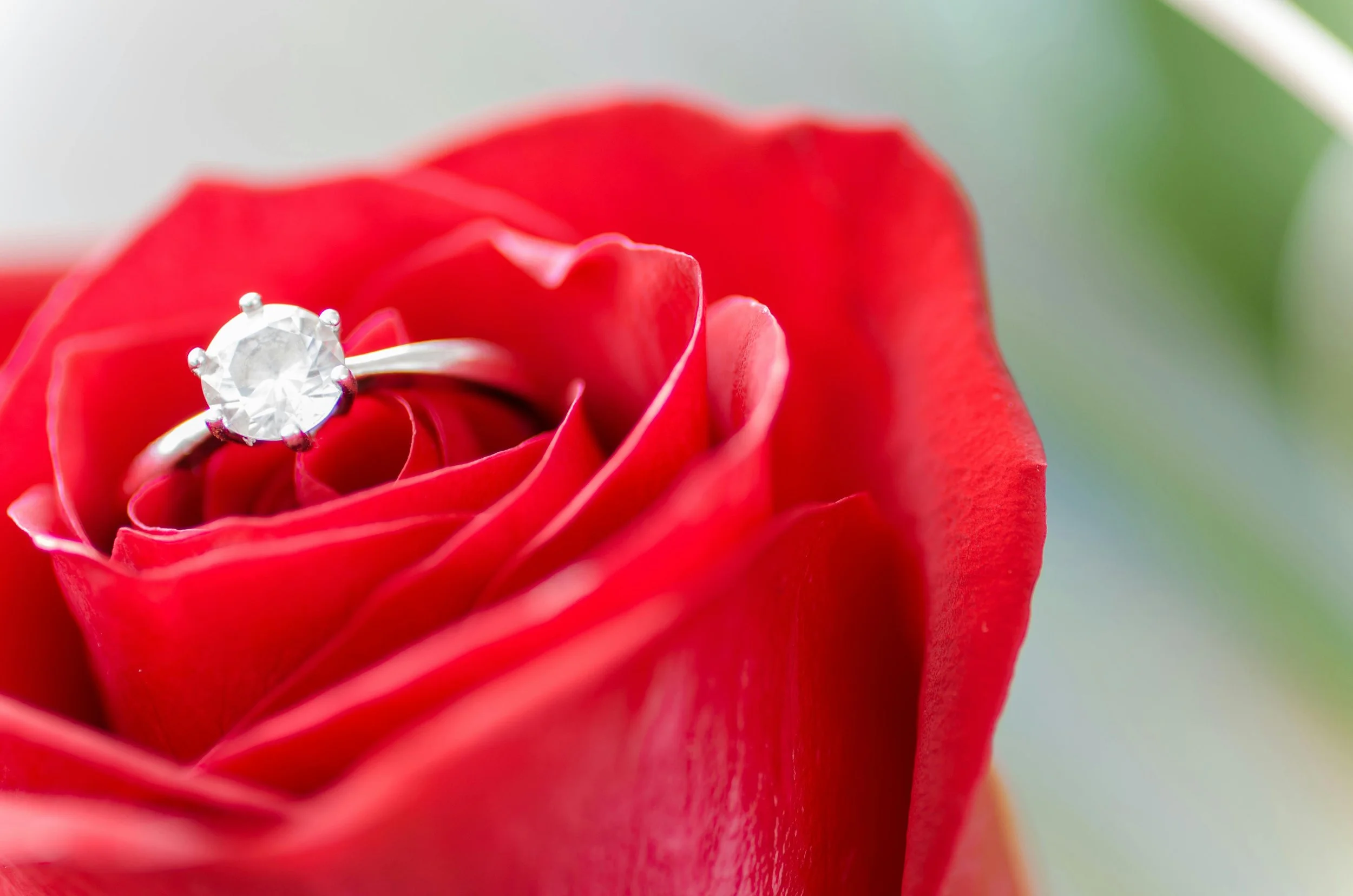 A close-up of a red rose with a diamond ring placed in the center of the flower.