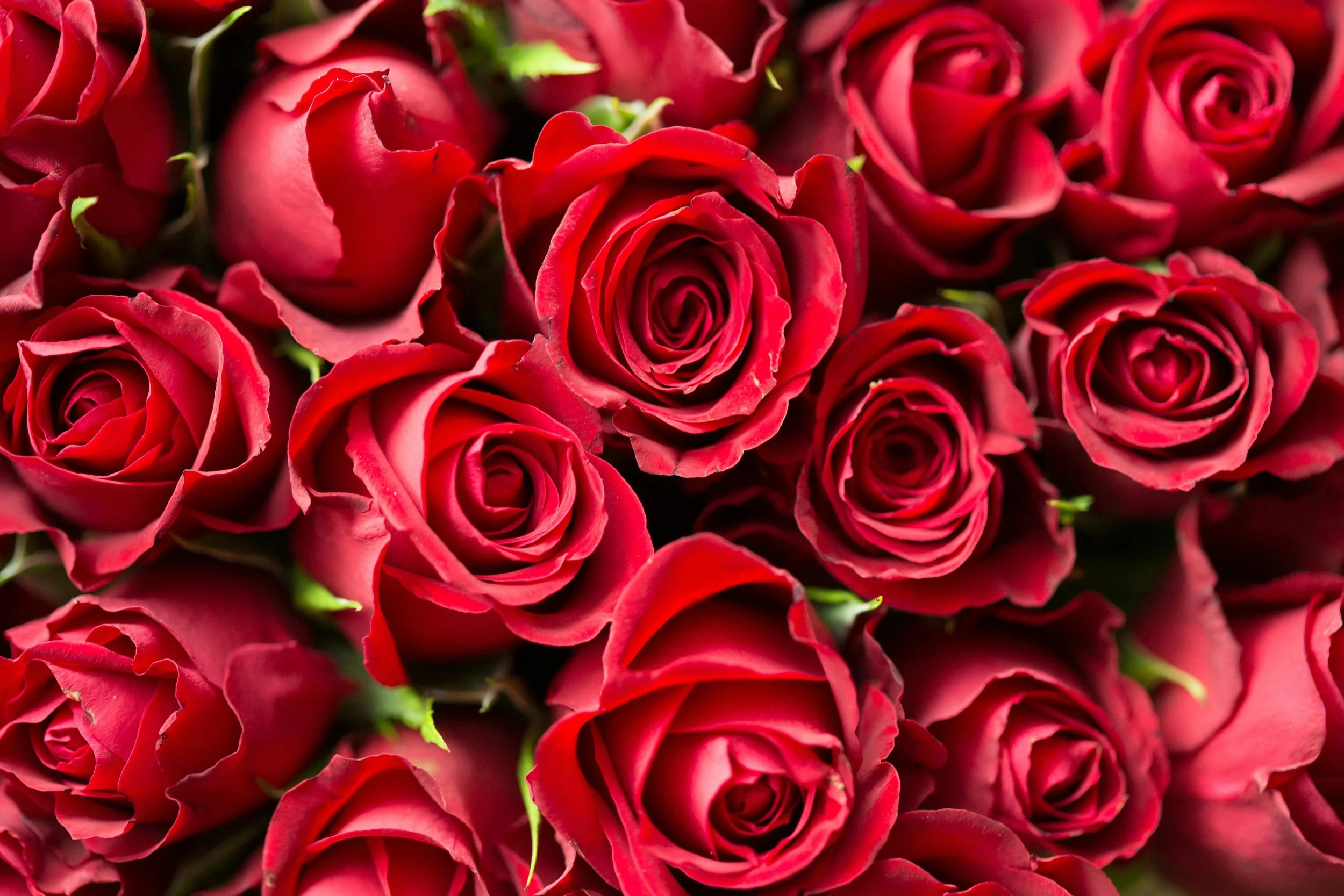 Close-up of multiple red roses clustered together.