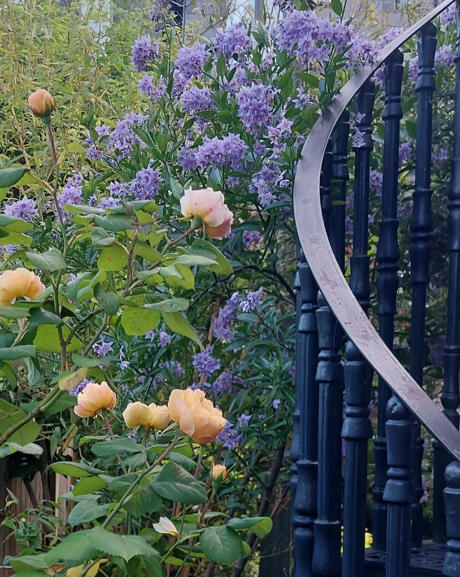 Roses Potato vine and stairs.jpg