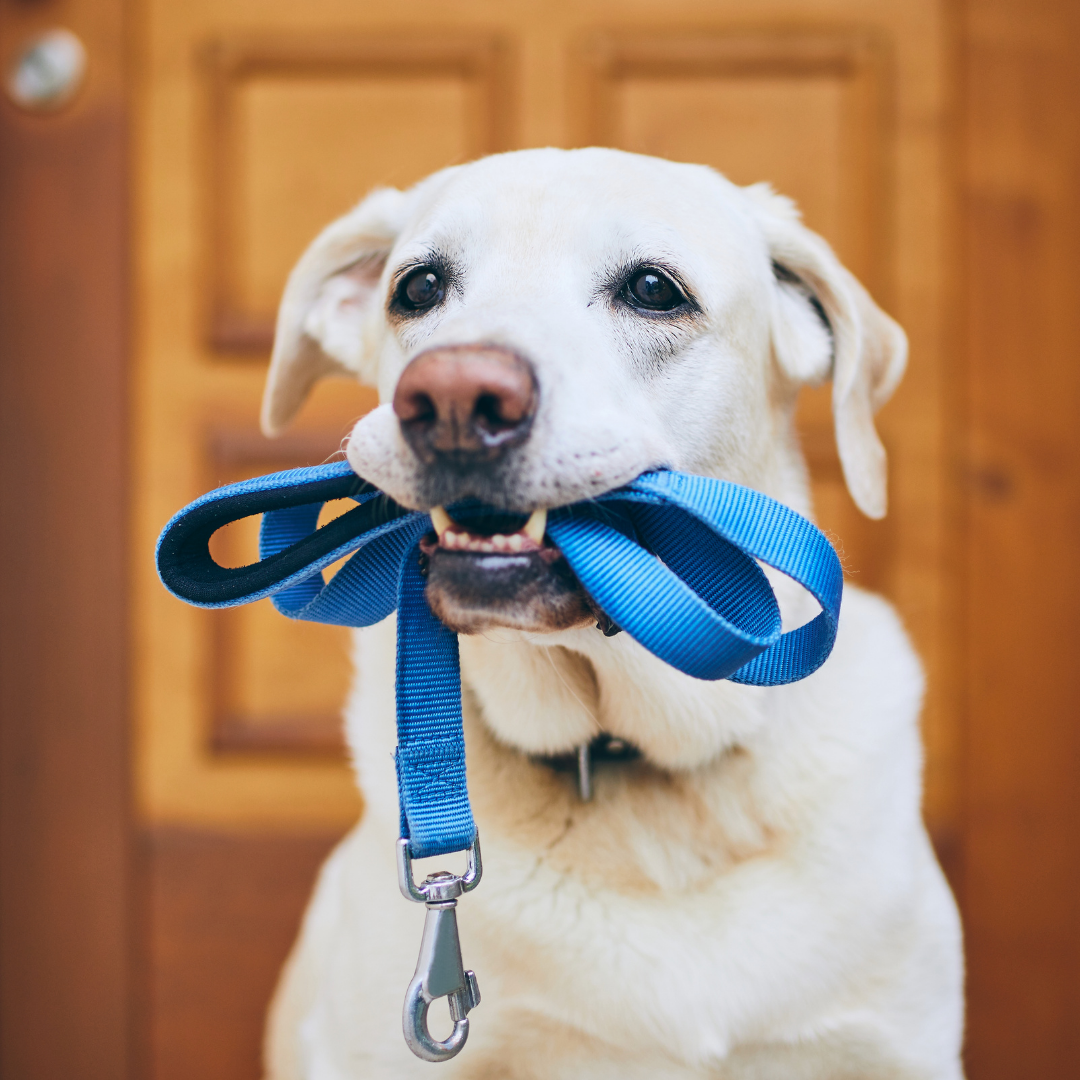 Dog waiting patiently with a leash