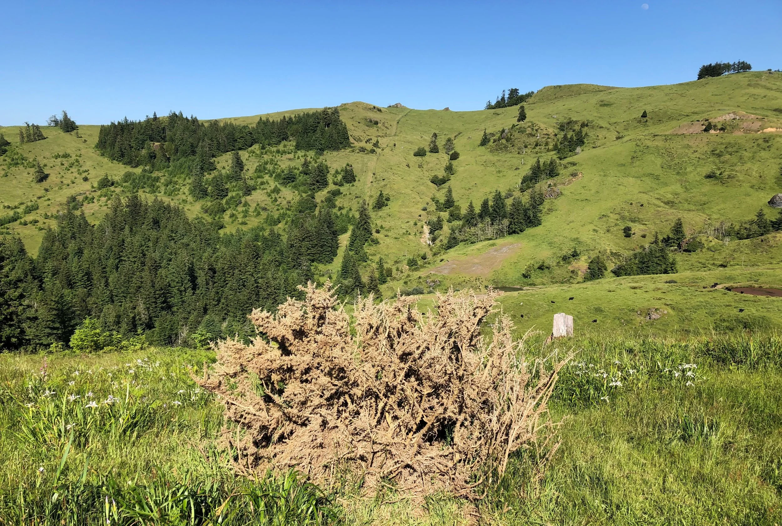 Gorse outlier - after