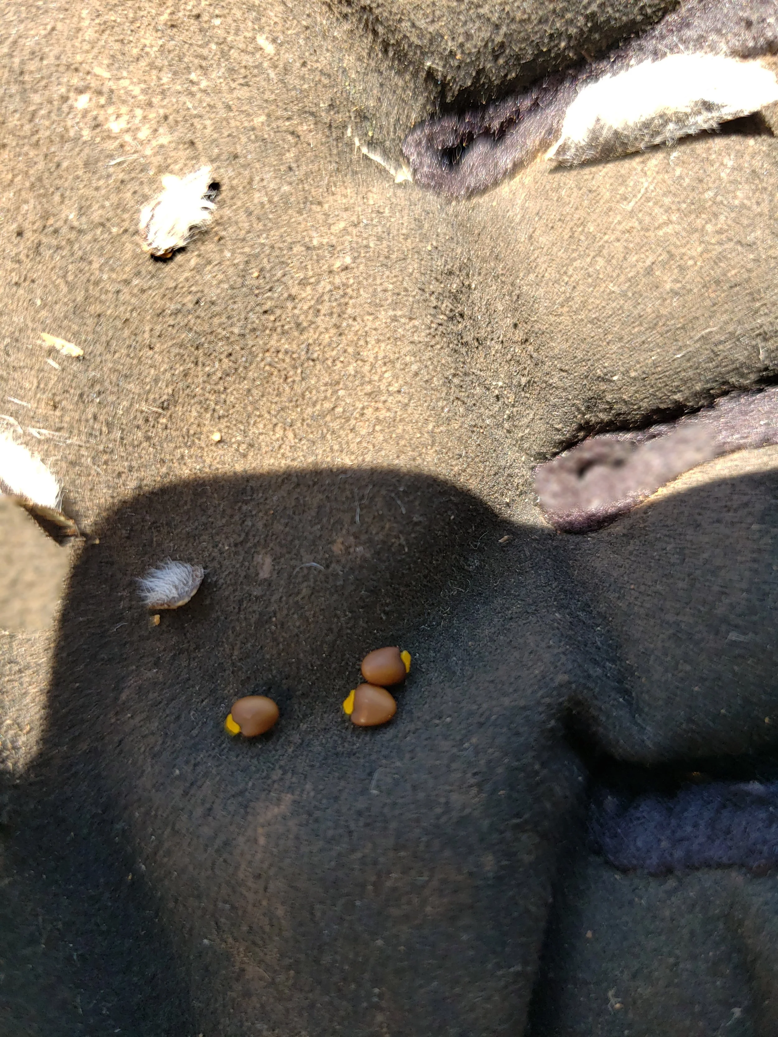 Gorse seeds