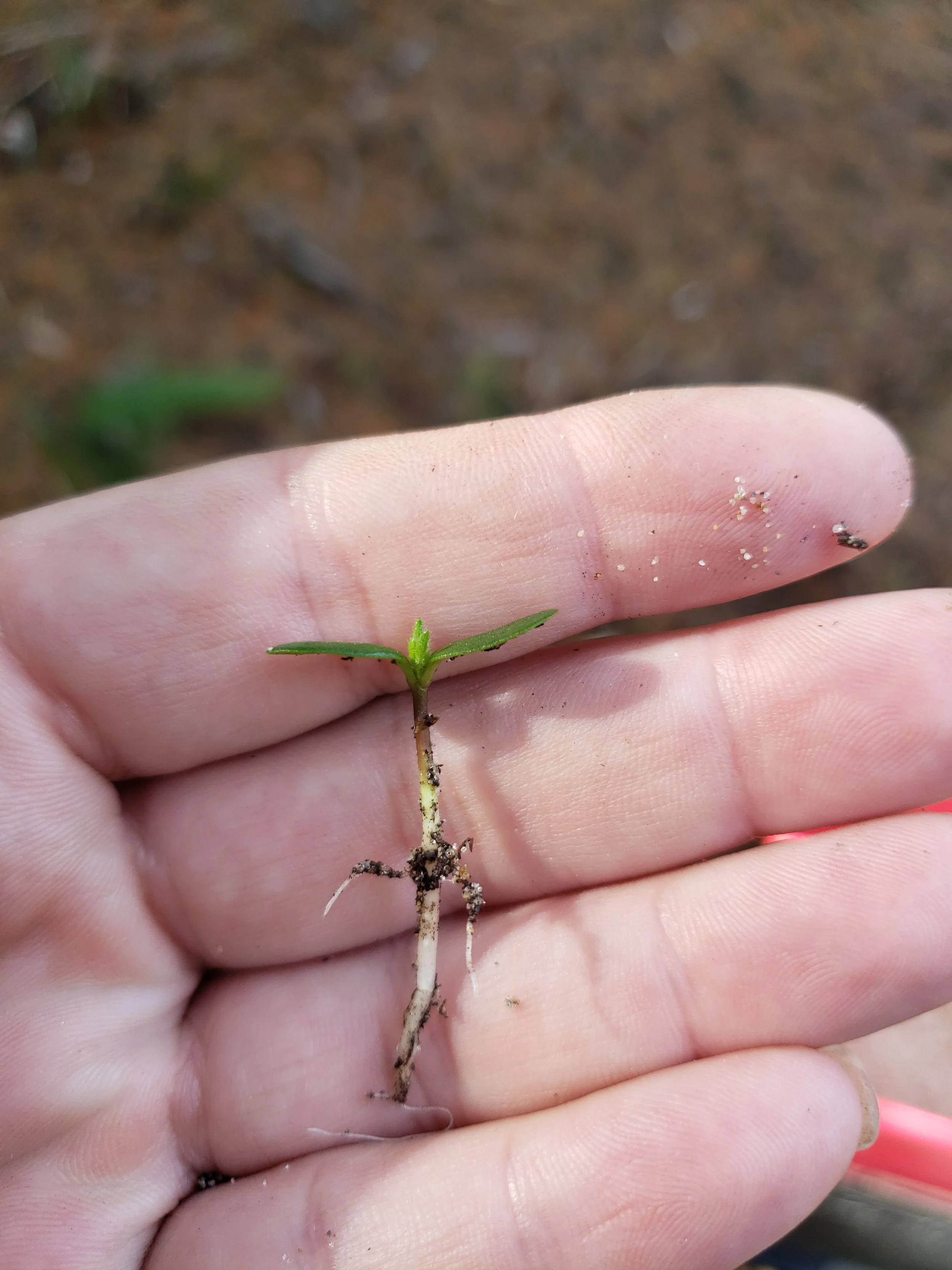 Gorse sprout - side