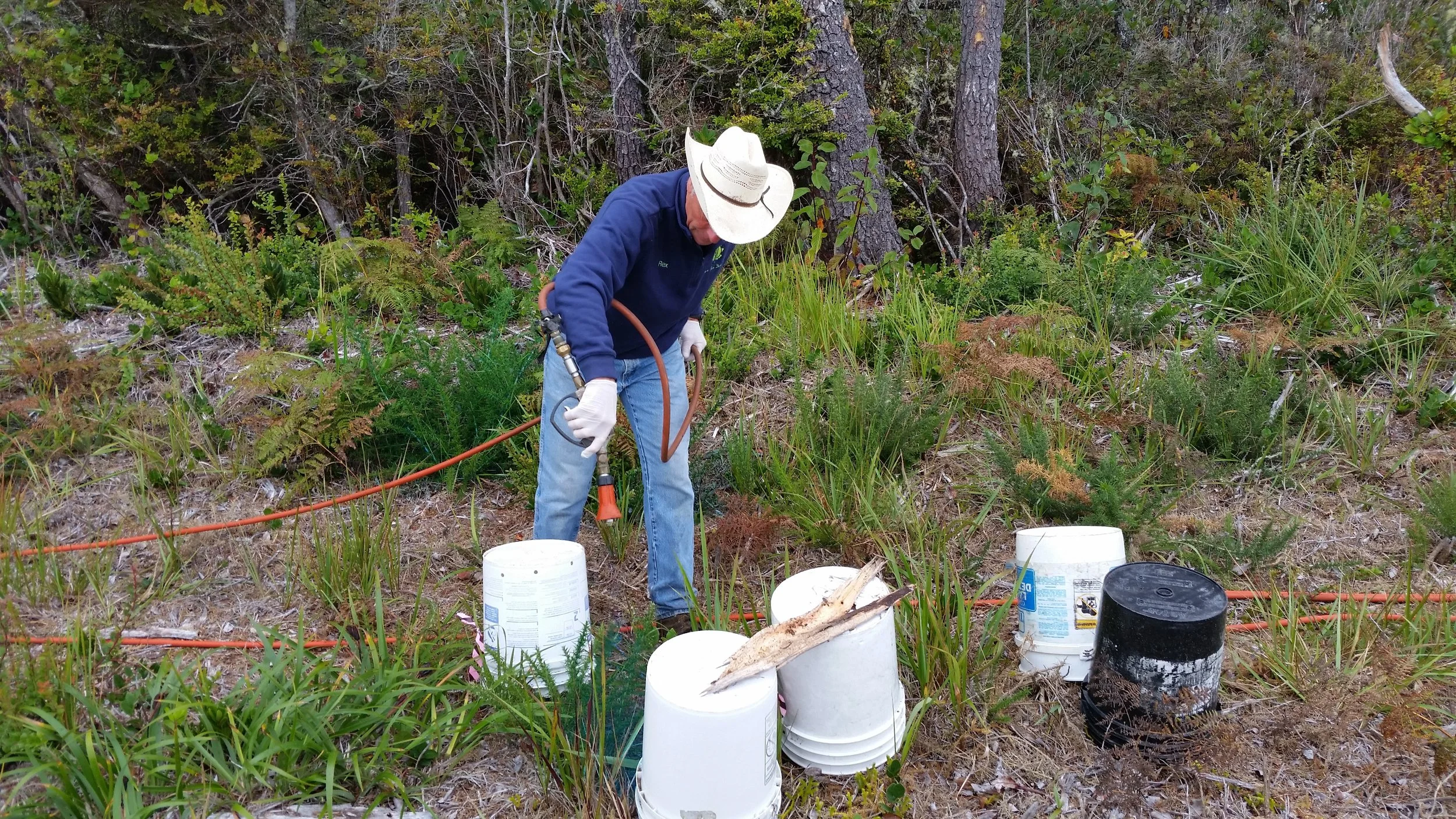 Gorse spraying around rare plants