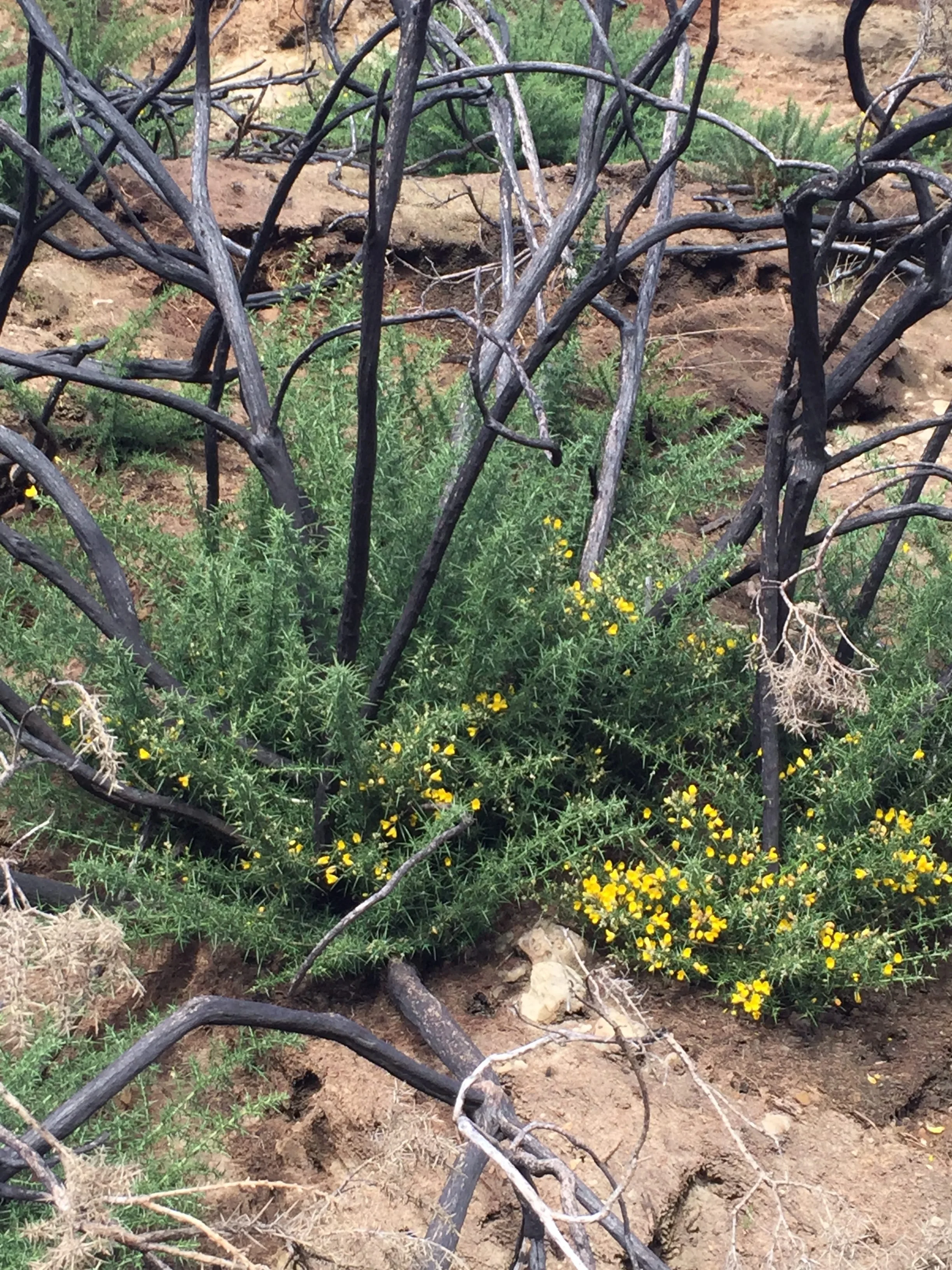 Gorse after fire at Bandon Dunes in 2016