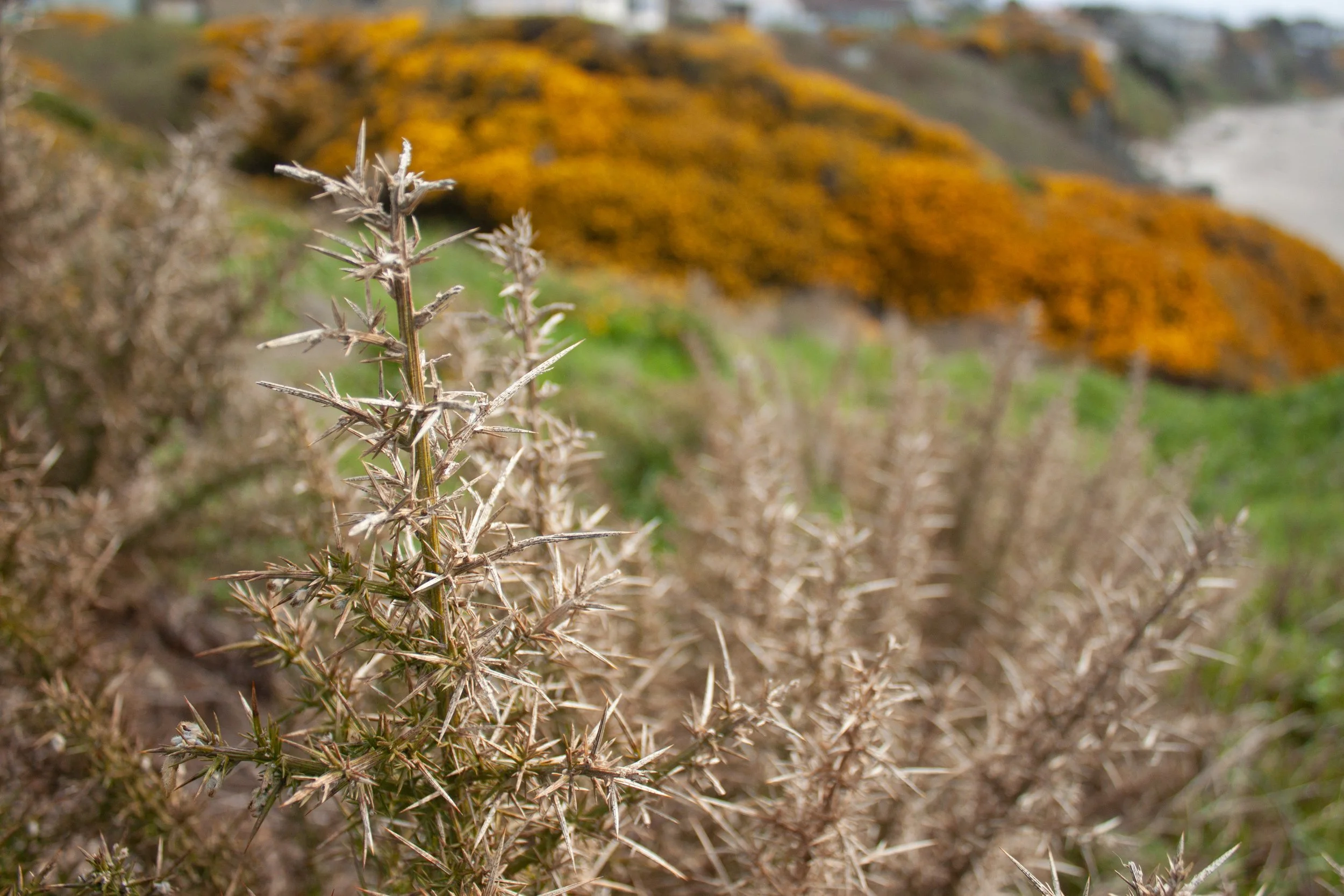 Dead gorse sea cliff