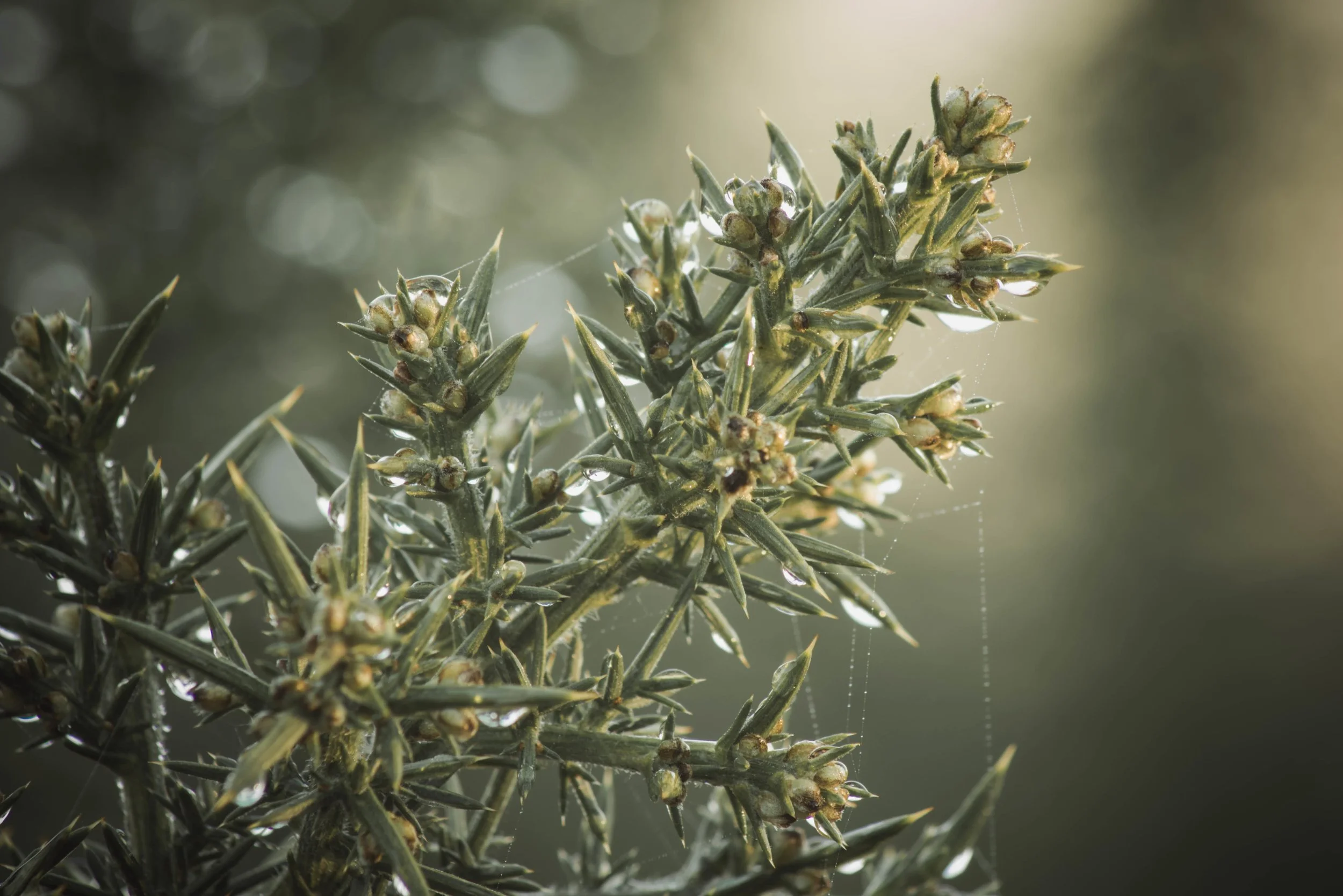 Gorse without flowers