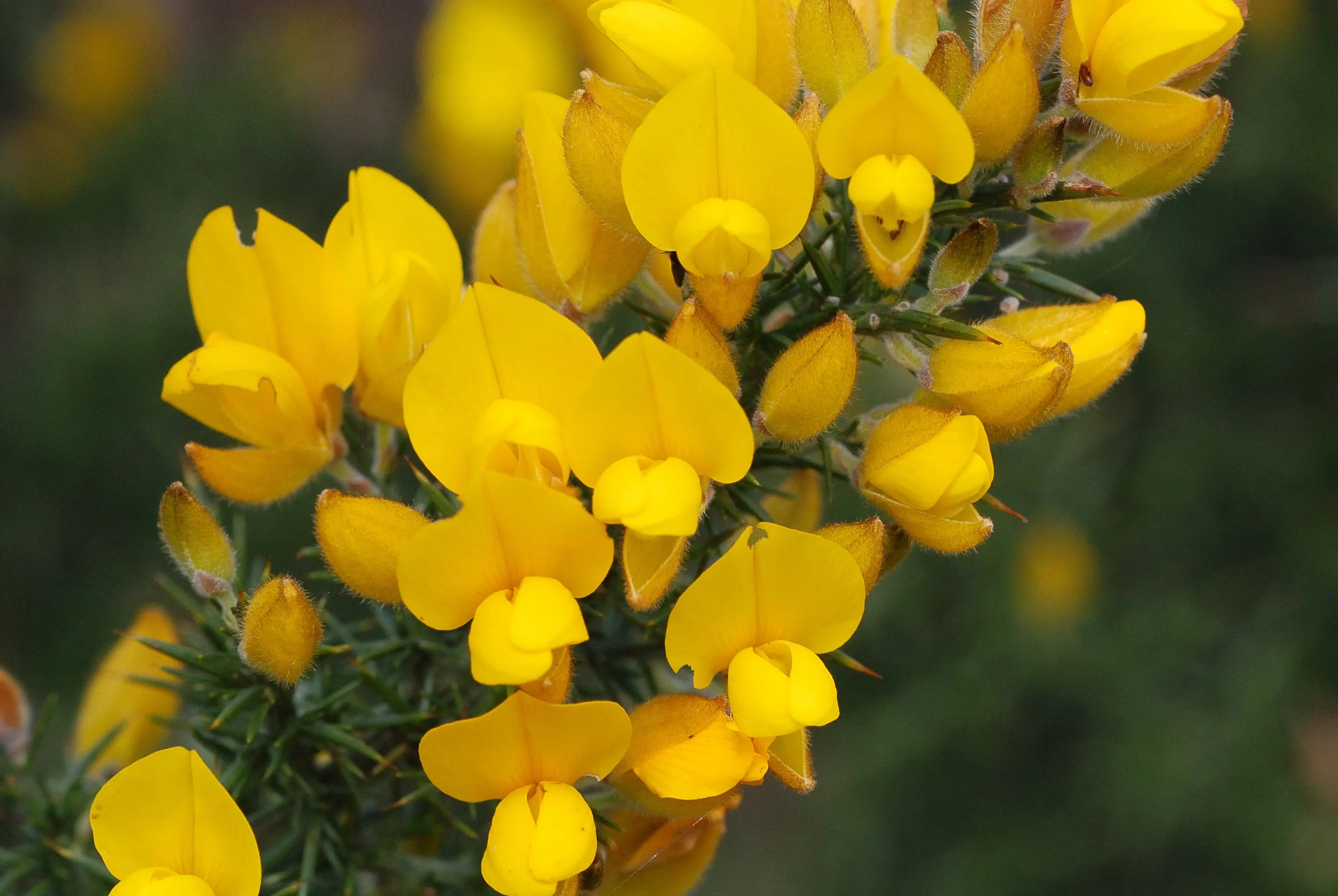 Gorse up close