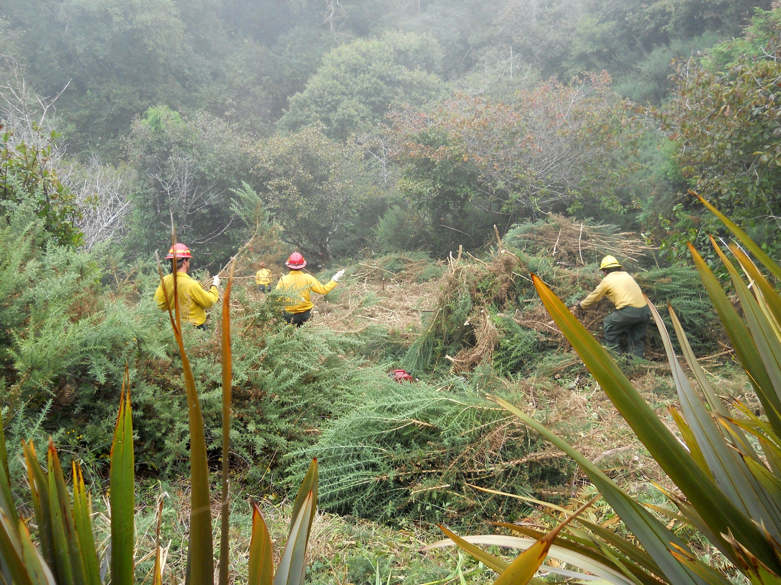 CFPA crew at Harris Beach cutting and piling
