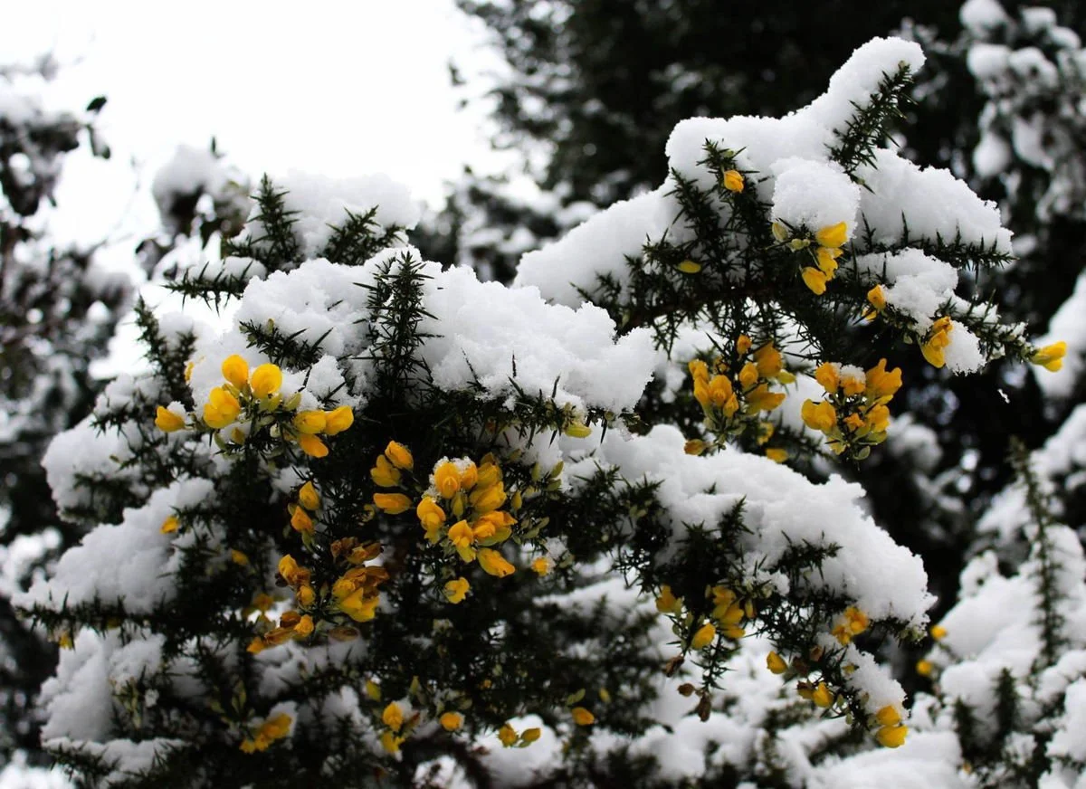 Gorse with snow (by Maria Lorange)