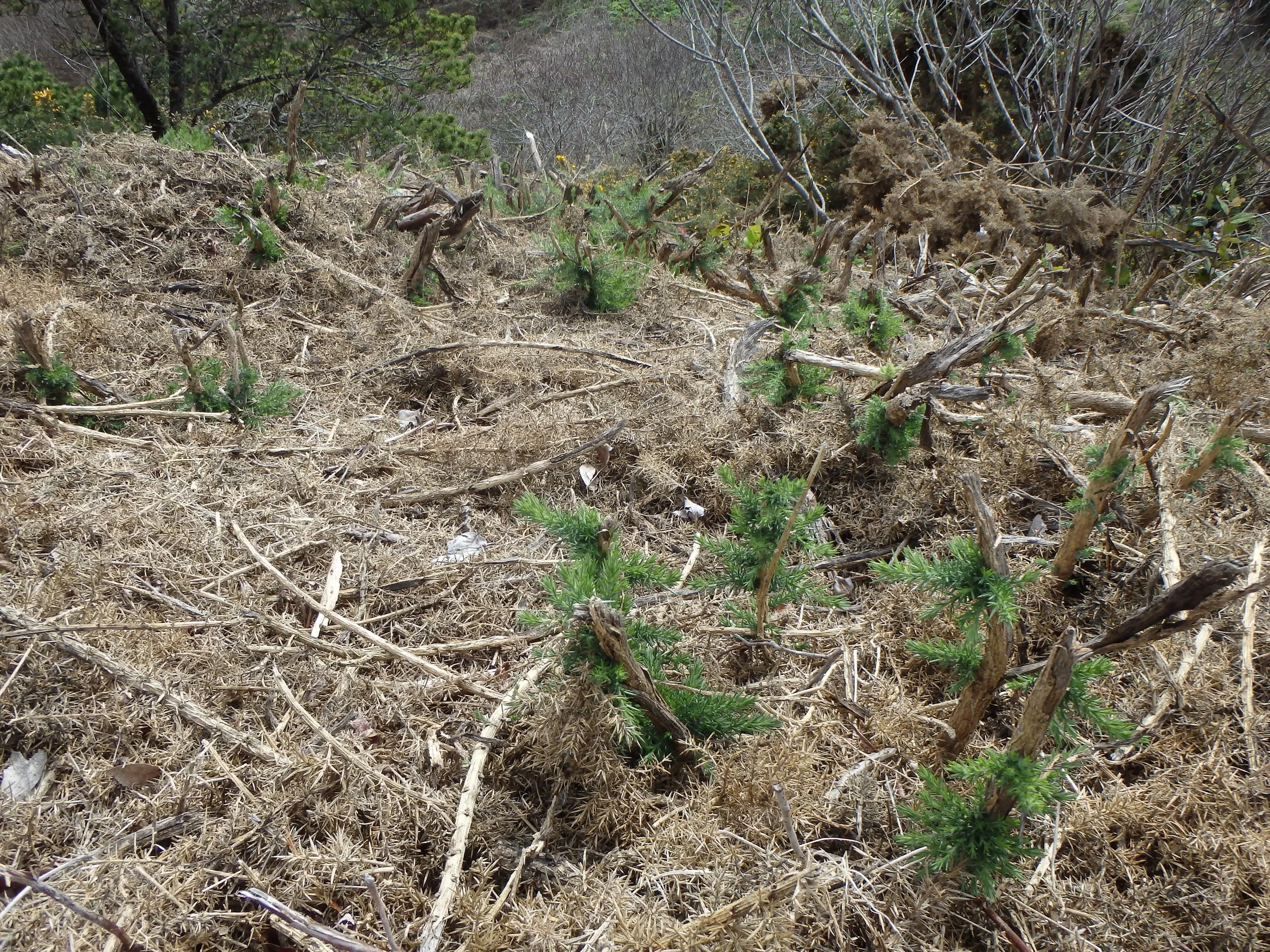 Gorse resprouts