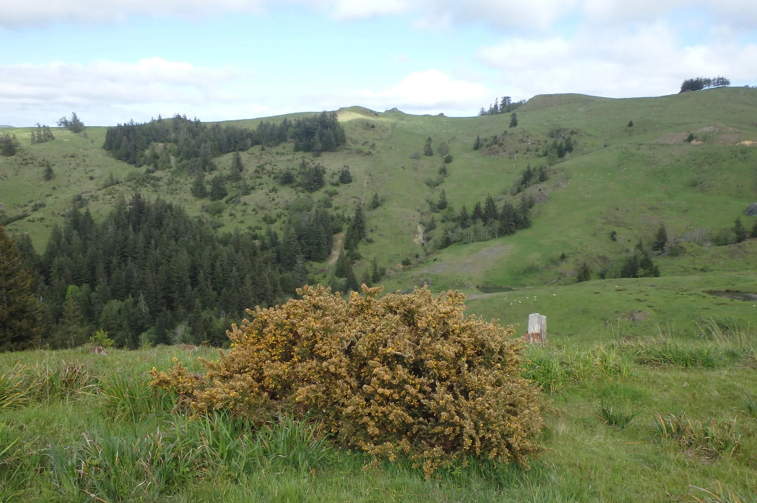 Gorse outlier - before