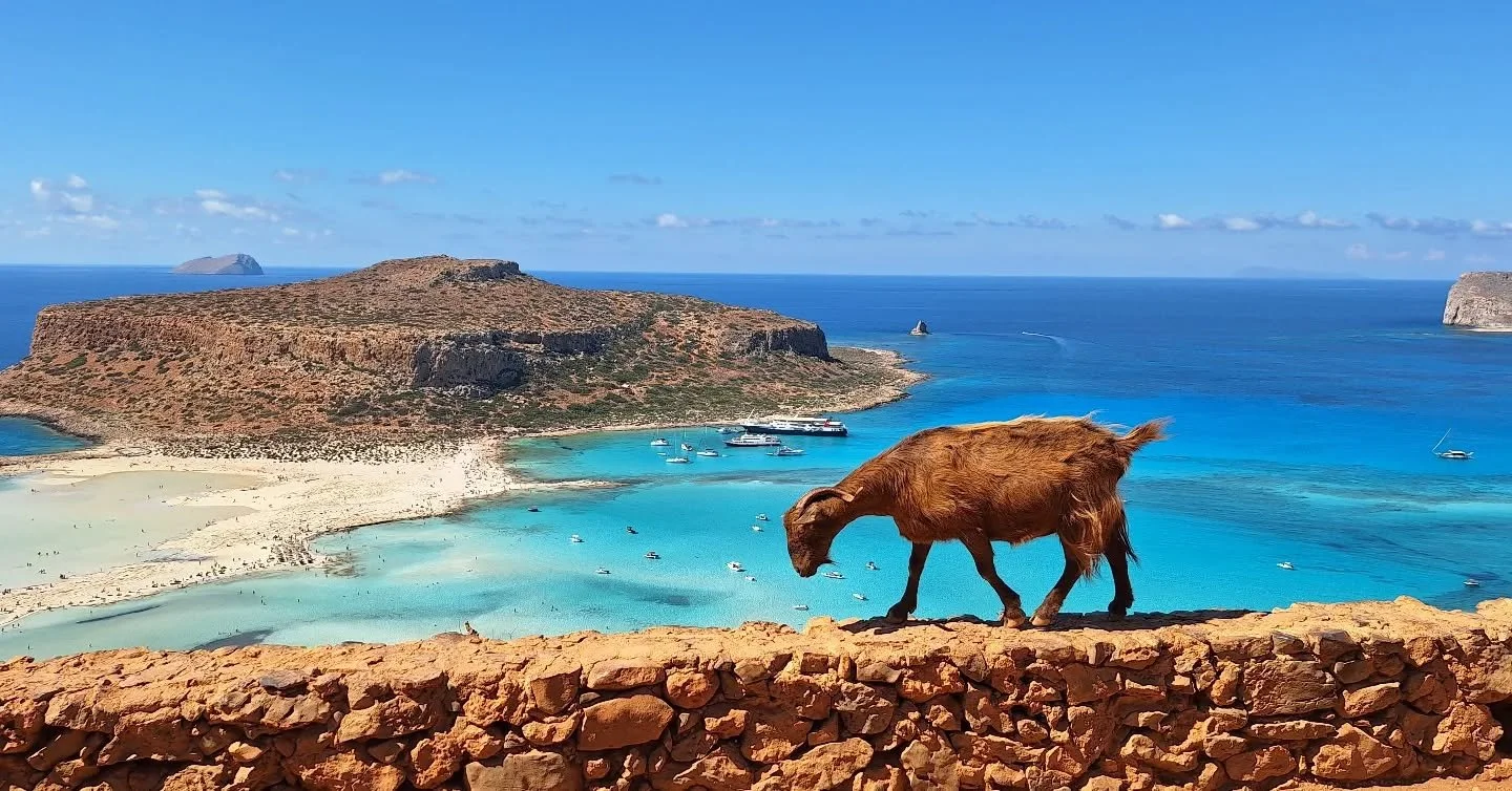 Celebrating one month of married life today. 
🎵Thou art the music of my heart/ harp of joy oh cruit mo cridh / moon of guidance by night/ faith and light thou art to me🎵
Missing all our fuzzy, square-eyed, Greek friends
But so lucky and grateful to