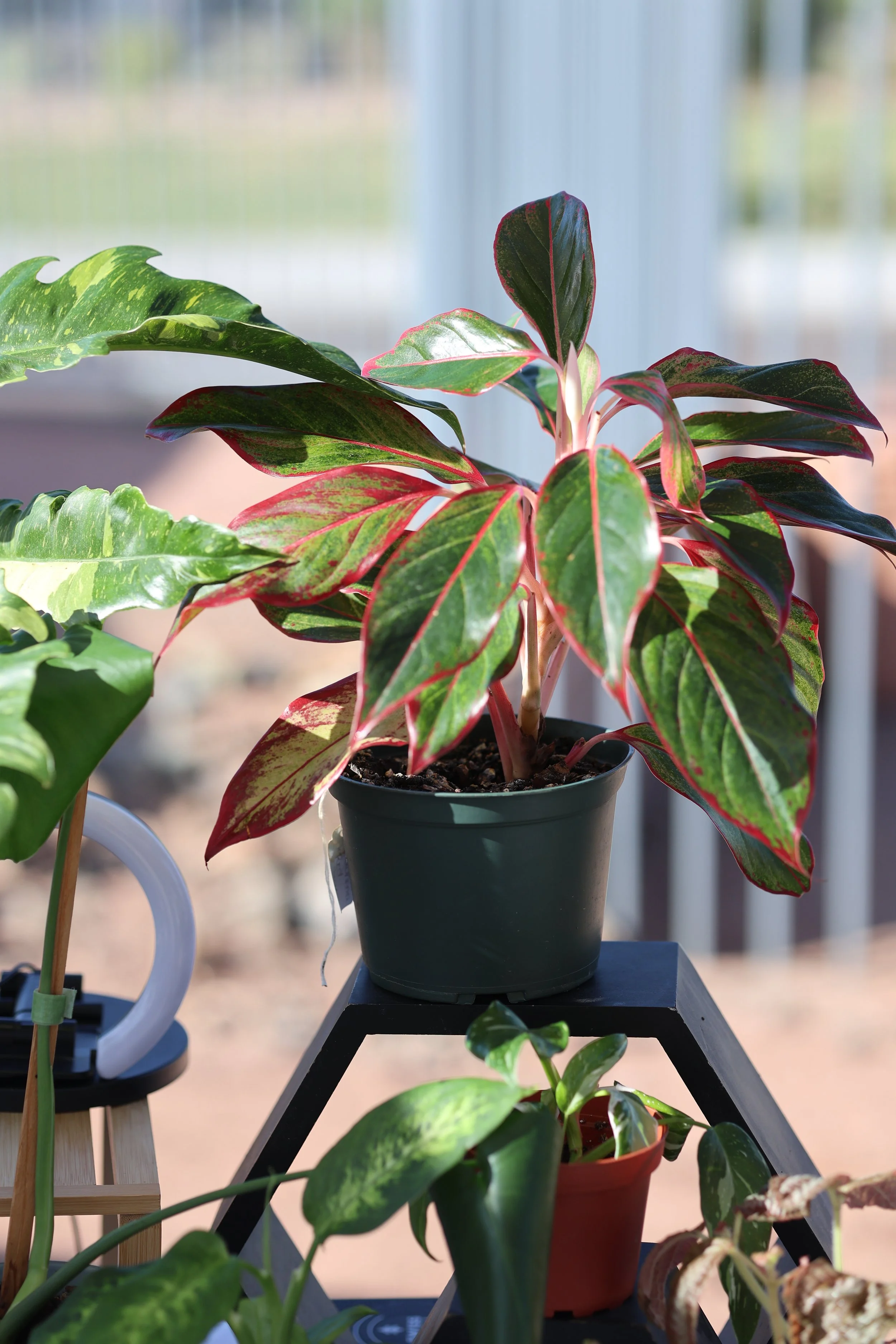 A potted plant with colorful leaves, placed on a black stand near a window with a blurred outdoor background.