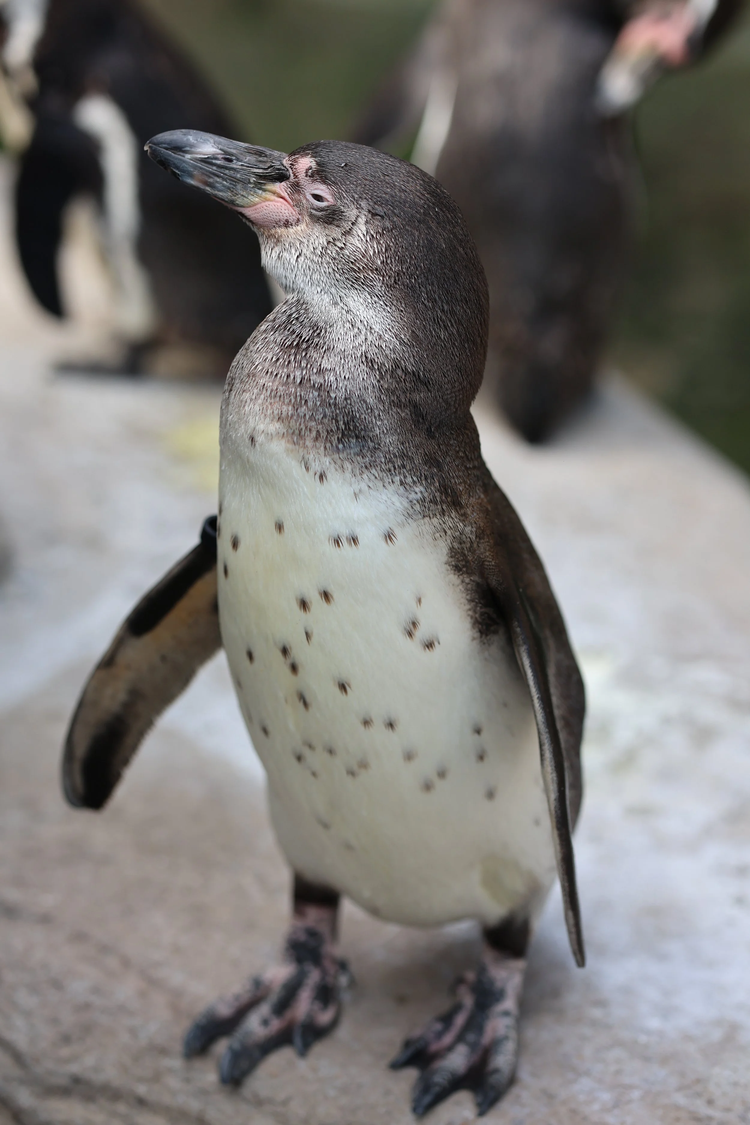 Close-up of a penguin with a black head, white face, and speckled chest, standing on a rocky surface.