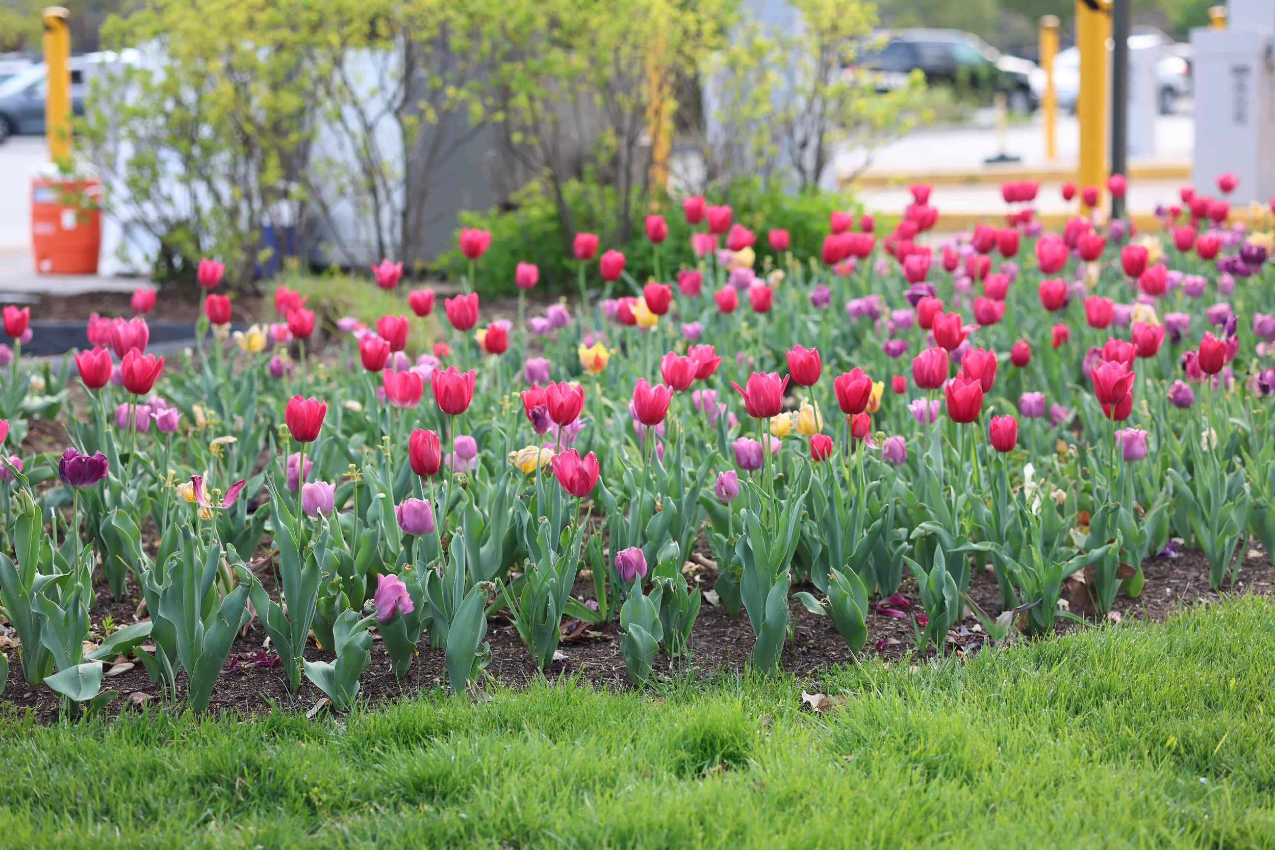 A garden bed filled with pink, purple, and yellow tulips, with green grass in the foreground and trees, cars, and parking lot structures in the background.