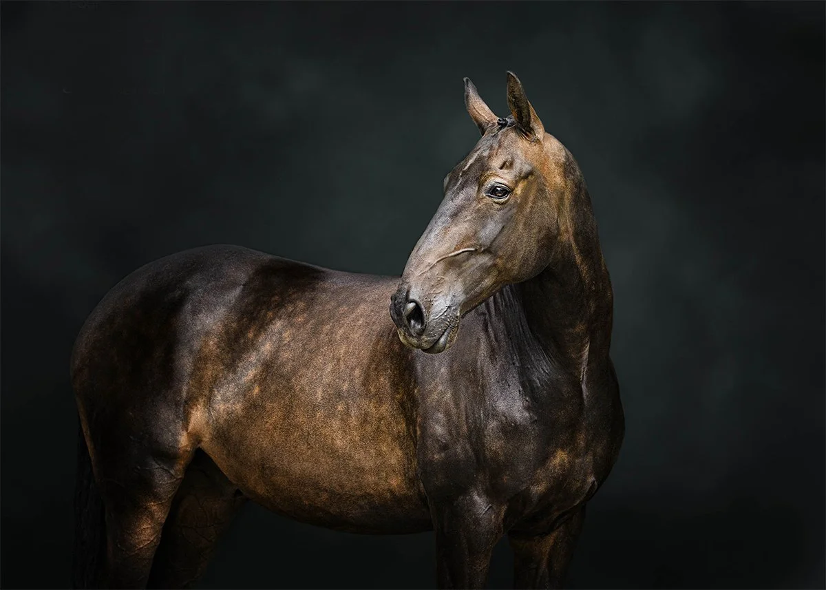 Jan Webb Equine Portrait Photography Black Background Textured Background.jpg