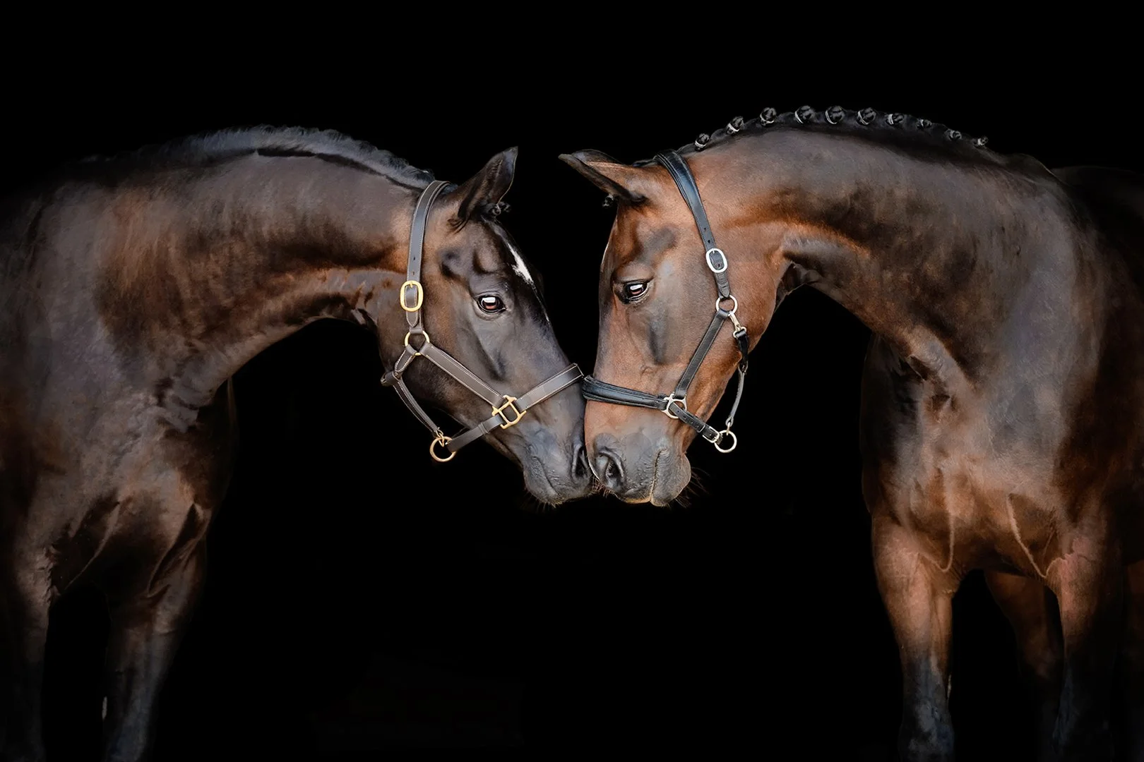 Jan Webb Equine Portrait Photography Black Background Choc Buddy.jpg