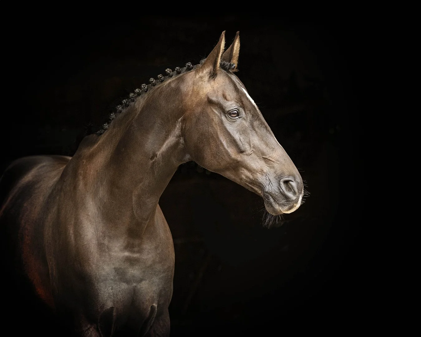 Jan Webb Equine Photography Black Background Portrait.jpg