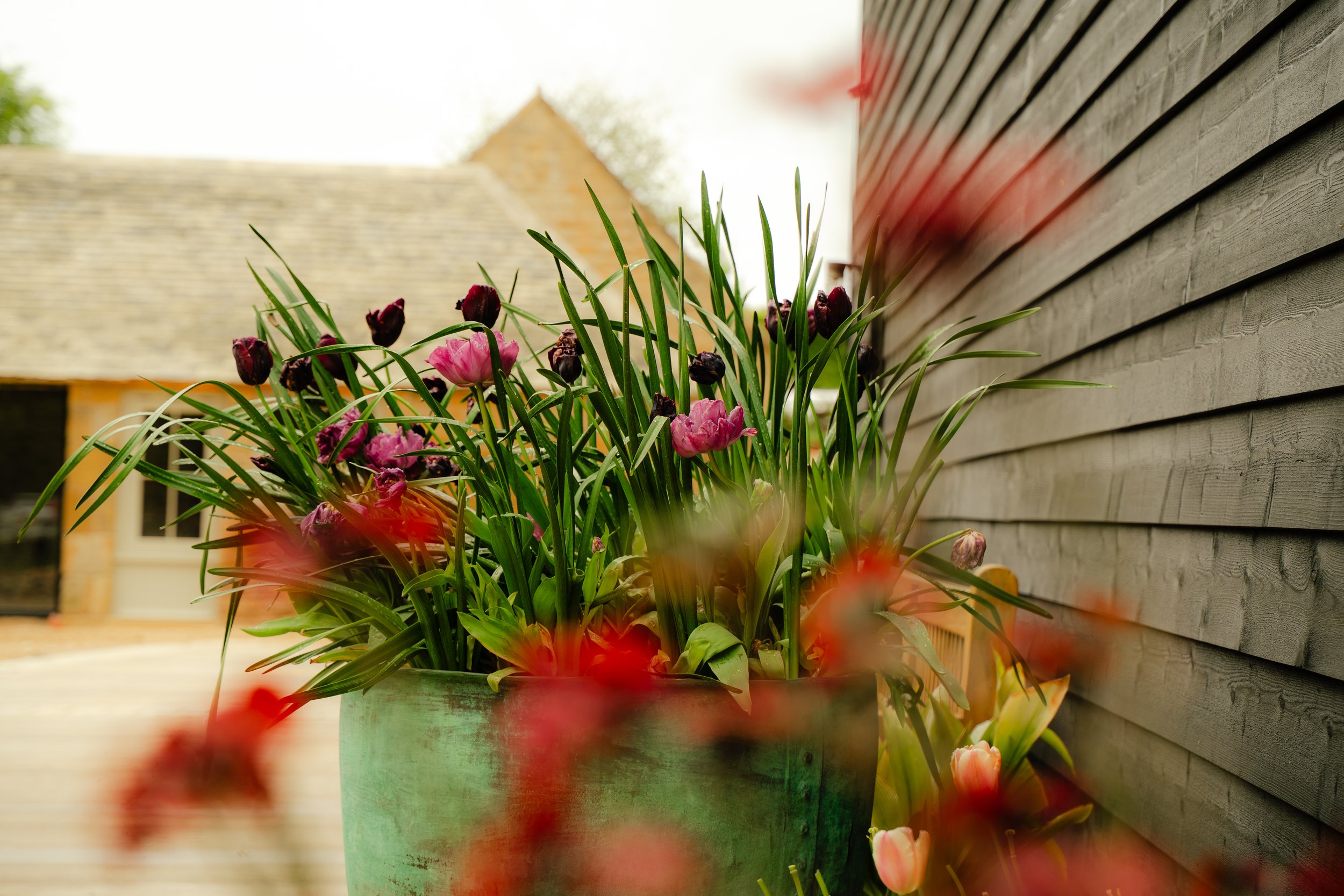A potted plant with pink and dark purple tulips placed on a wooden deck outside a house with gray siding, with a neighboring house and roof in the background.