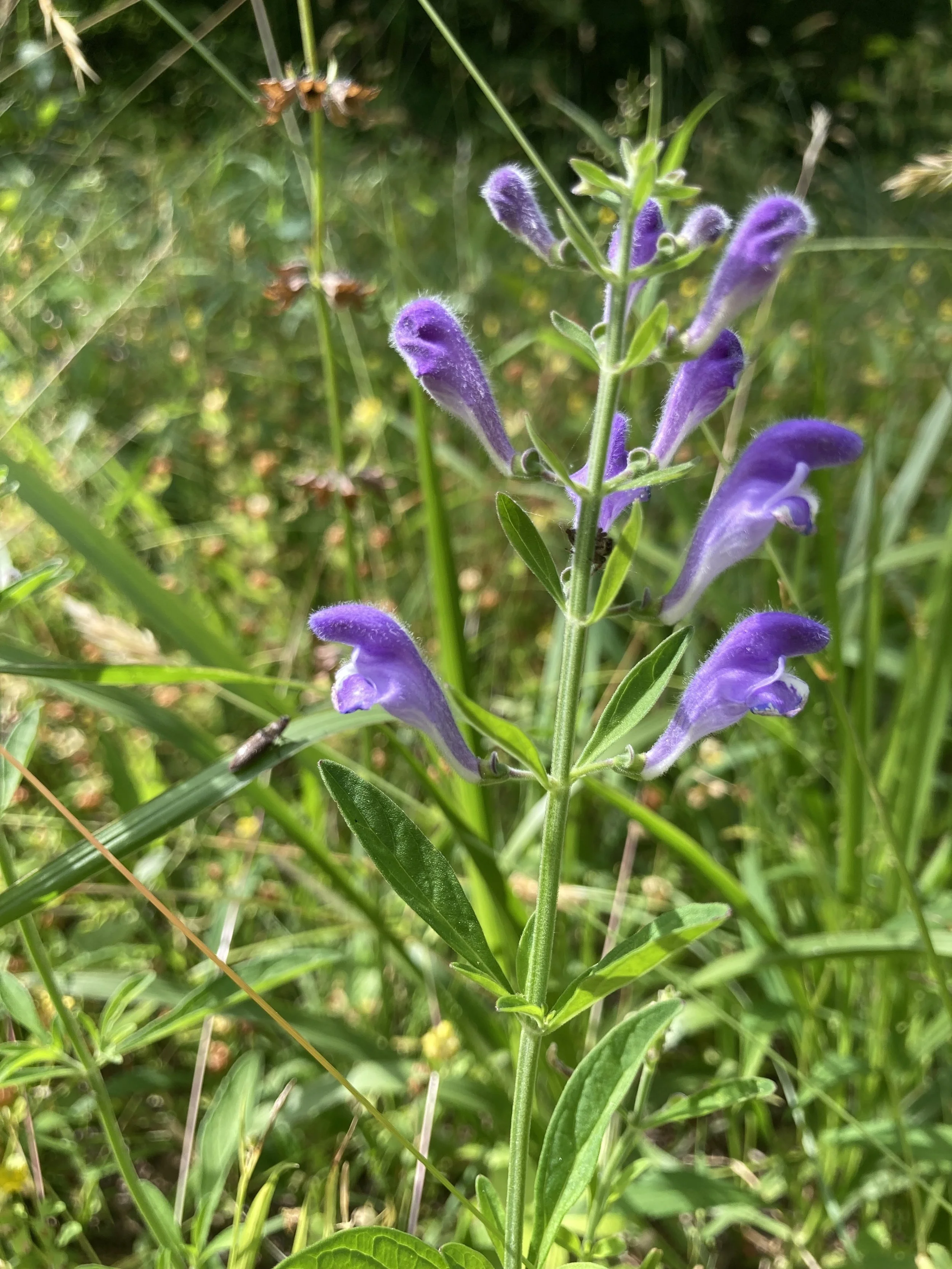 Five herbs for difficult times