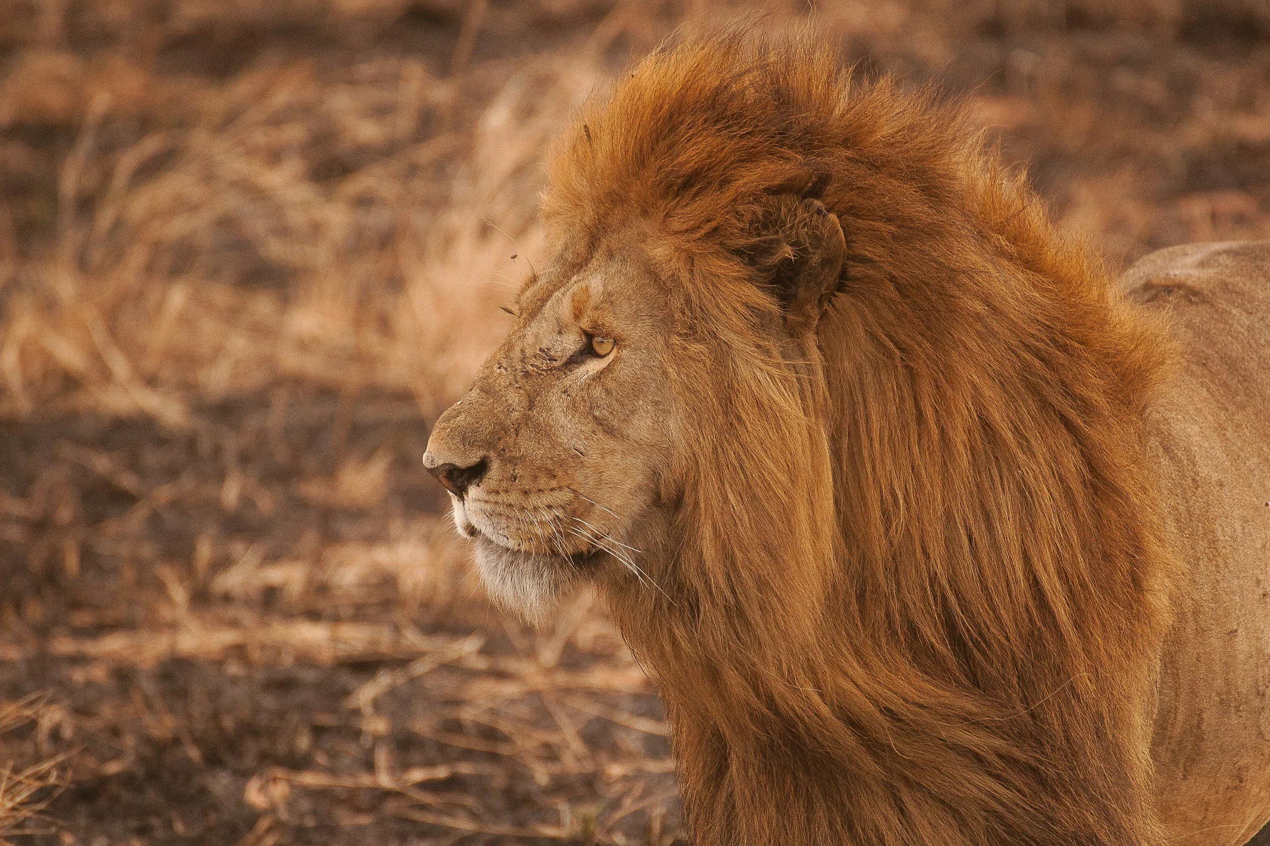 Side profile of a male lion with a full mane standing in a dry grassland.