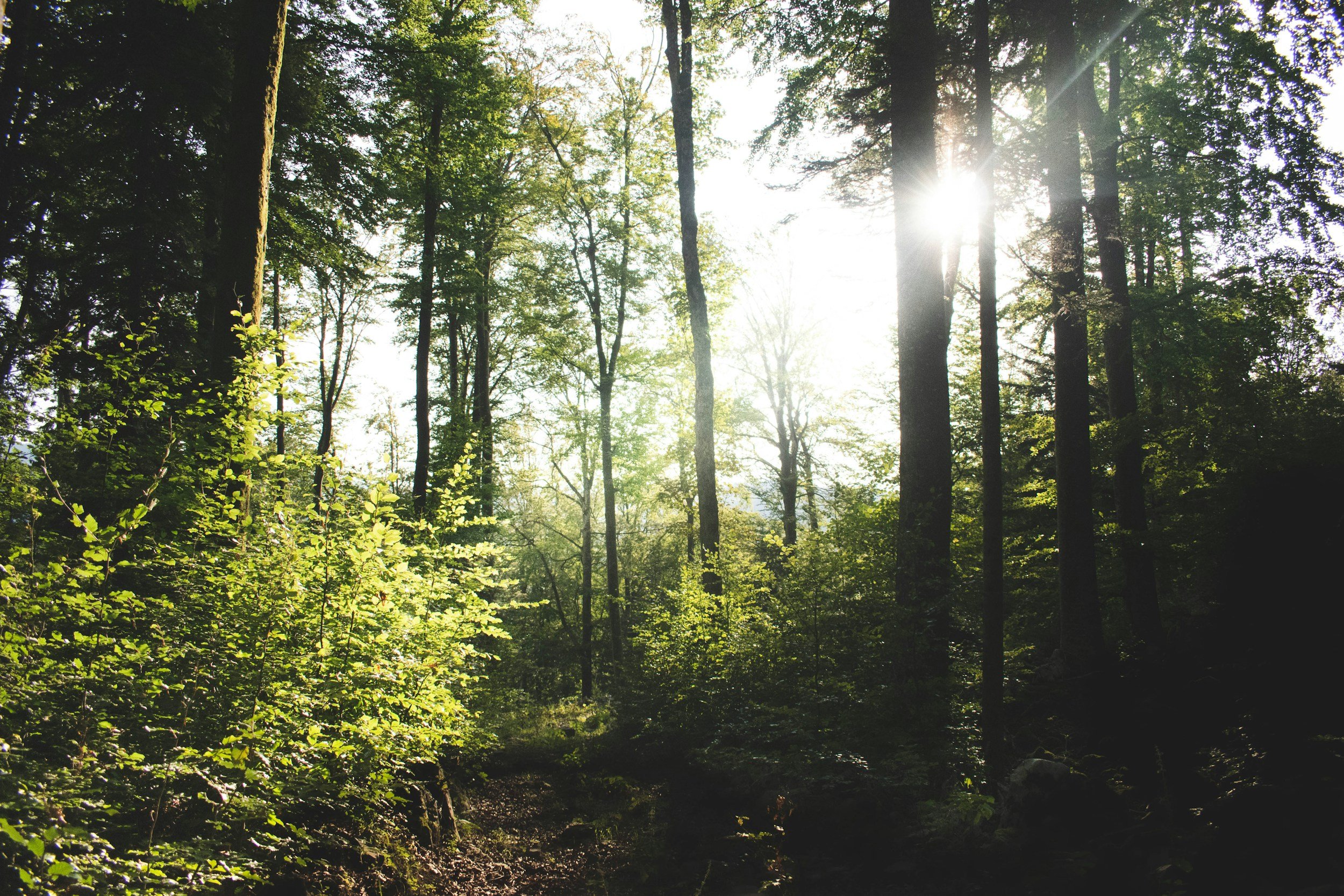 Sunlight filters through tall trees in a dense green forest with lush foliage and low vegetation.