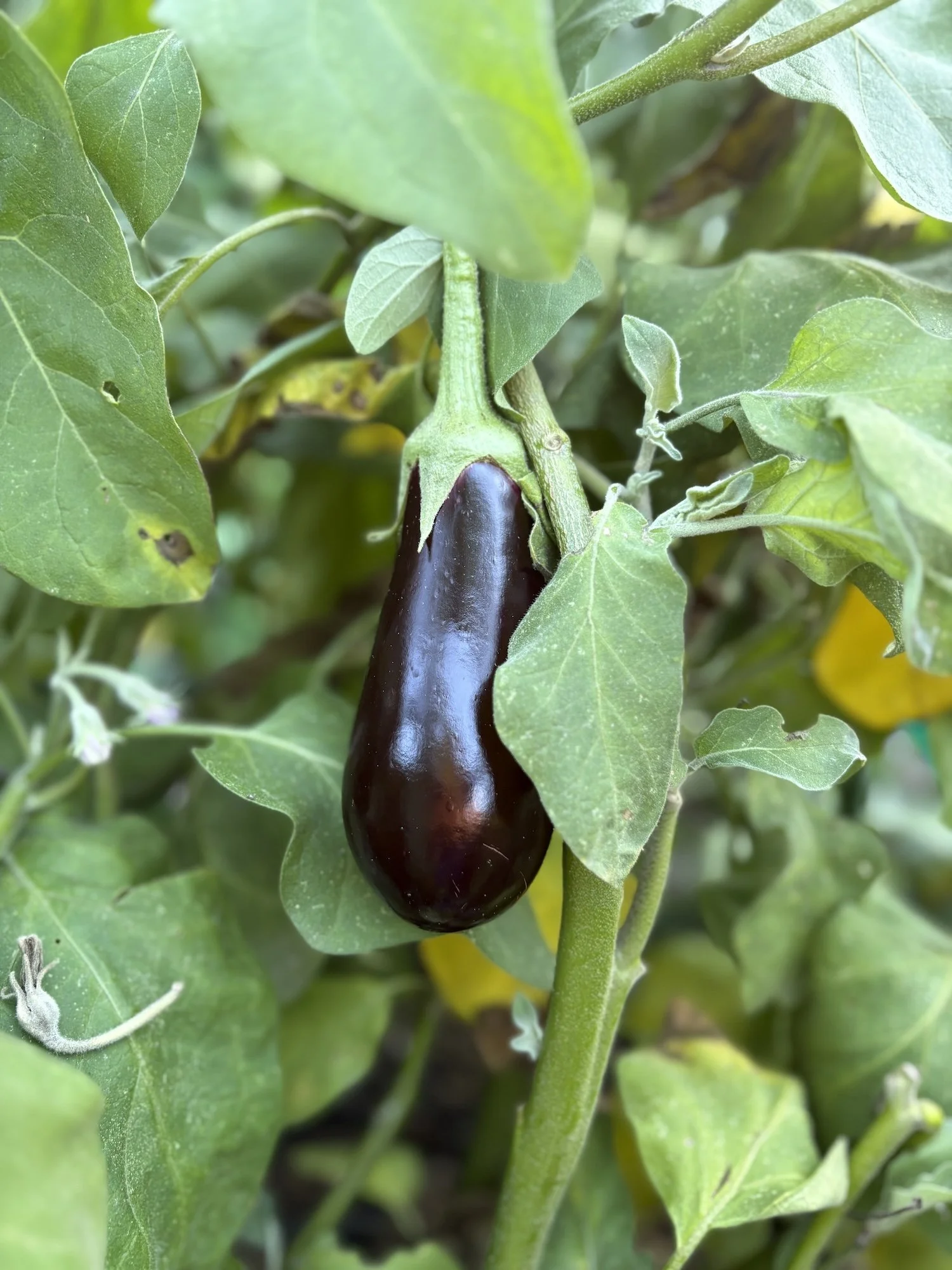 A dark purple eggplant hanging from a plant with green leaves.