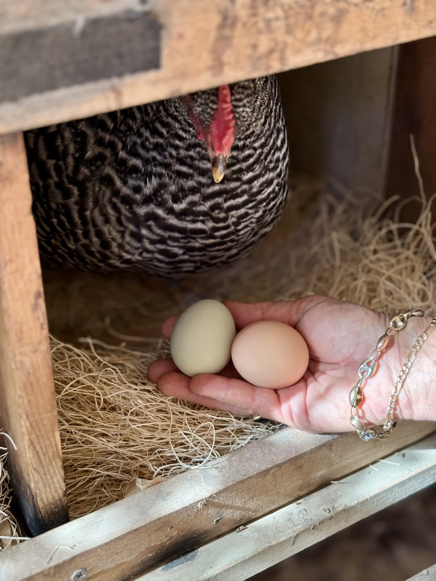 A hand holding two eggs, one light green and one pale pink, inside a henhouse with a hen peeking from above.
