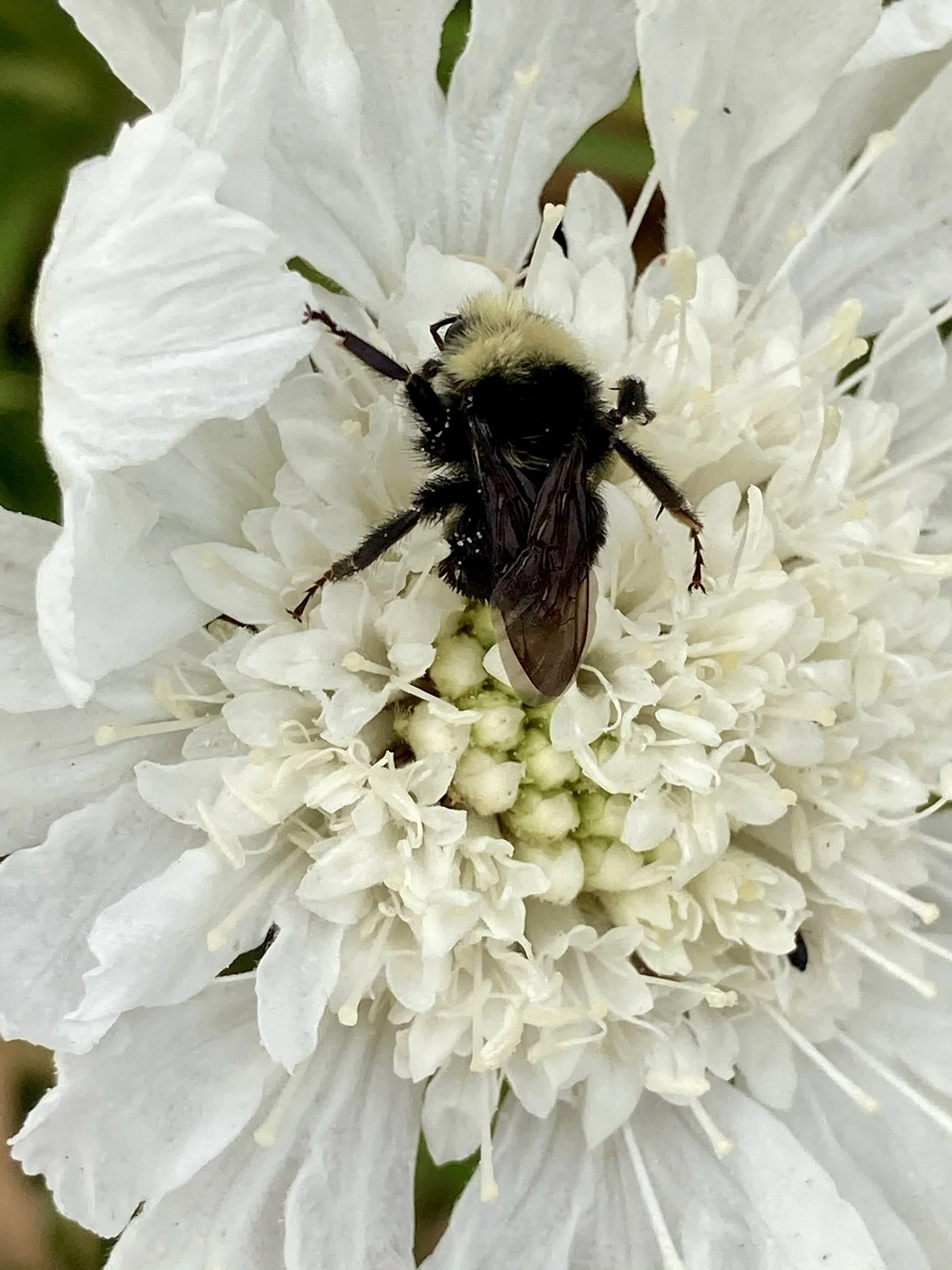 A close-up of a bumblebee on a white flower.