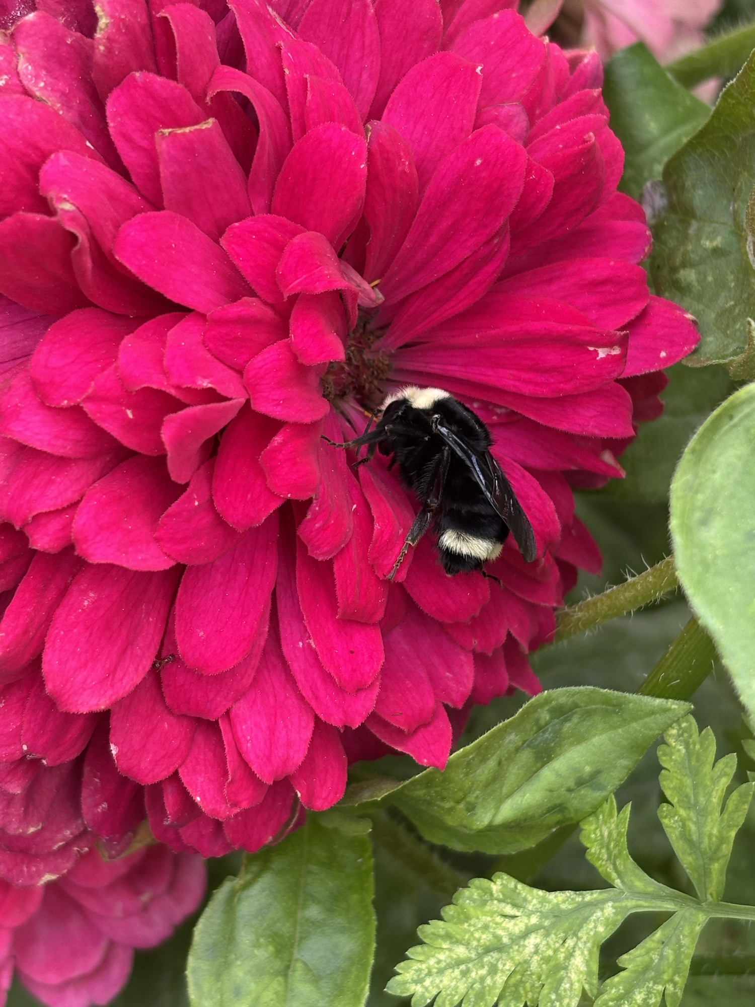 A close-up of a pink dahlia flower with a black and white bumblebee on it.