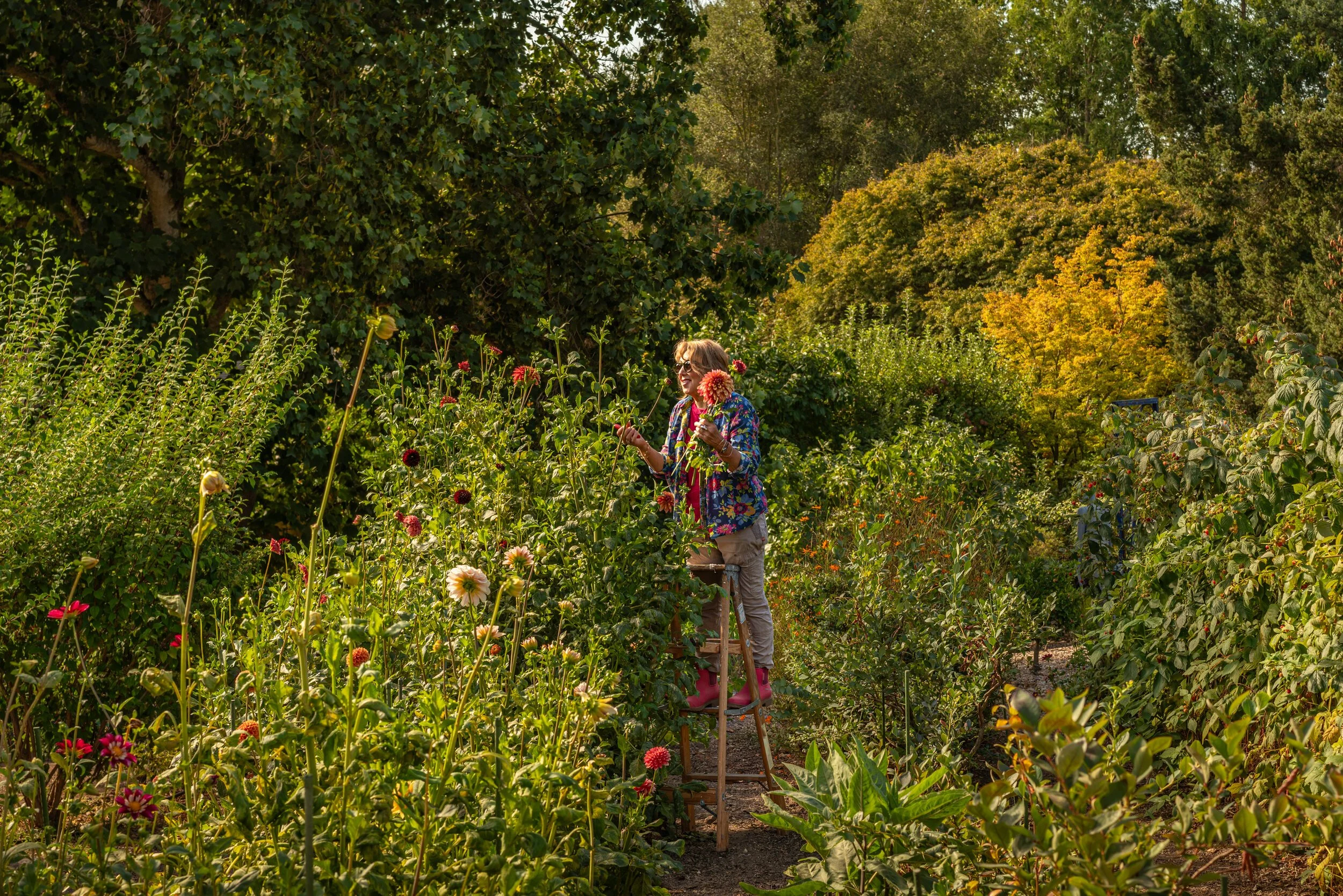 A woman standing on a ladder harvesting flowers in a lush garden during daytime.