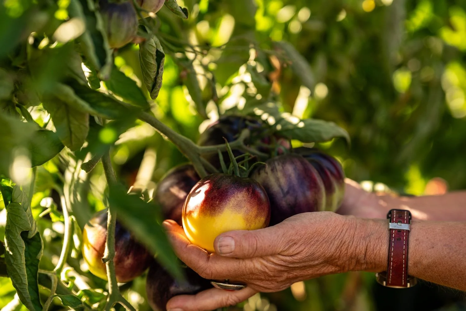 Close-up of a person's hand holding ripening heirloom tomatoes on the plant, with green foliage in the background.