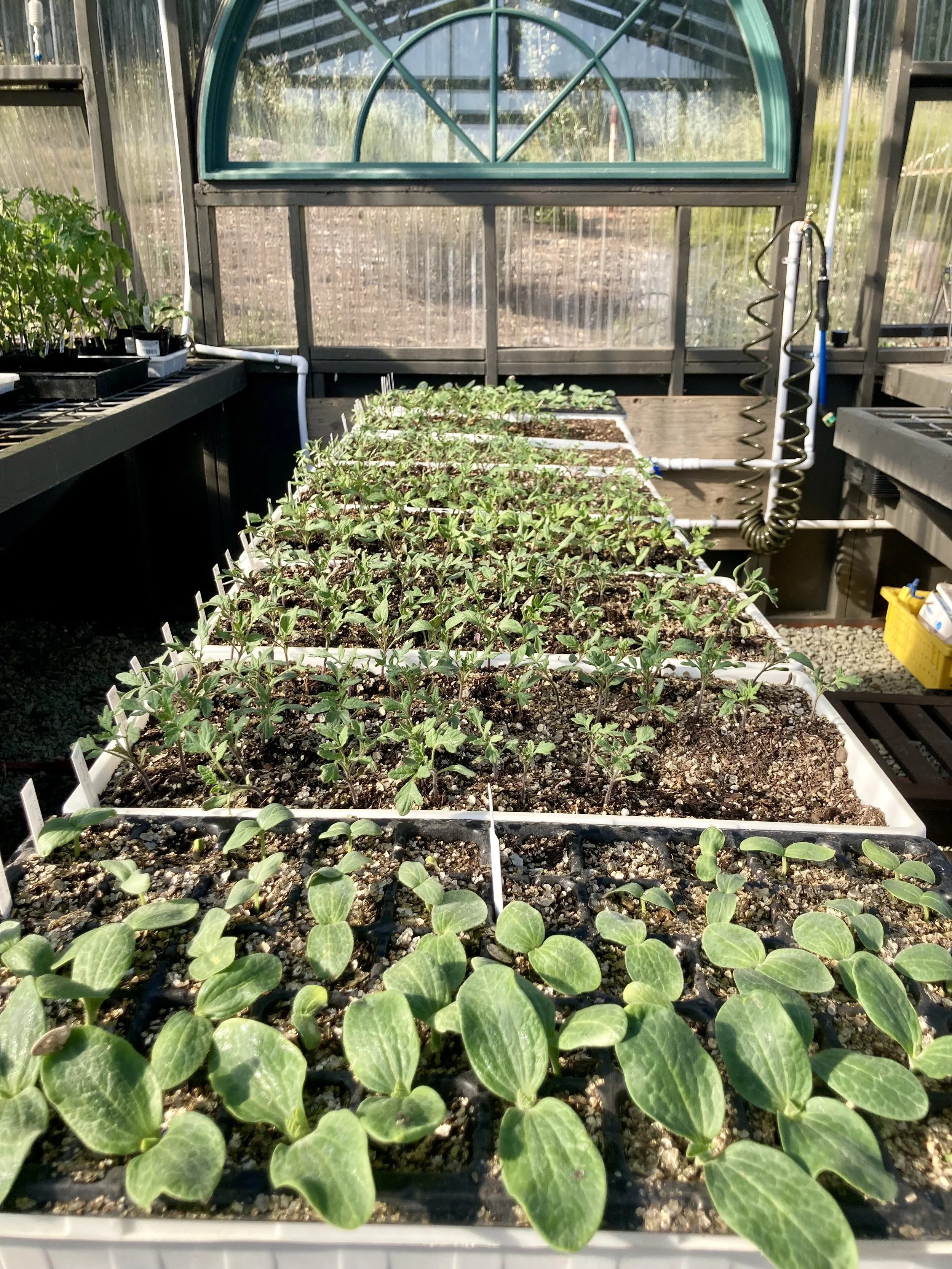 Grow lights and trays with seedlings in a greenhouse.
