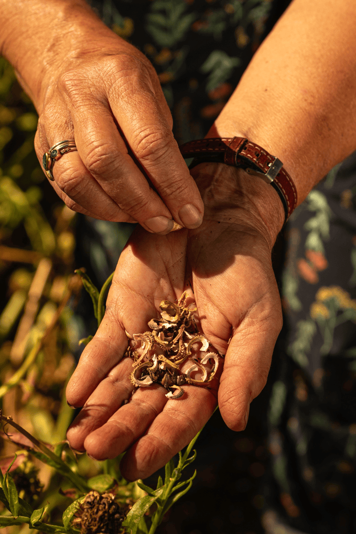 Close-up of two hands with one hand holding dried seed pods or shells and the other hand gently touching or inspecting them, with greenery in the background.