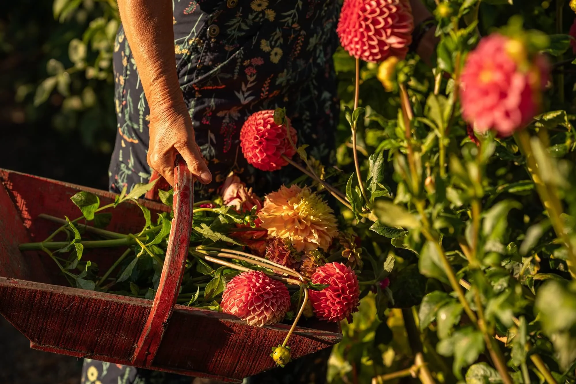 Close-up of an elderly person's hand holding a red wooden basket filled with freshly picked dahlias and other flowers in a garden.