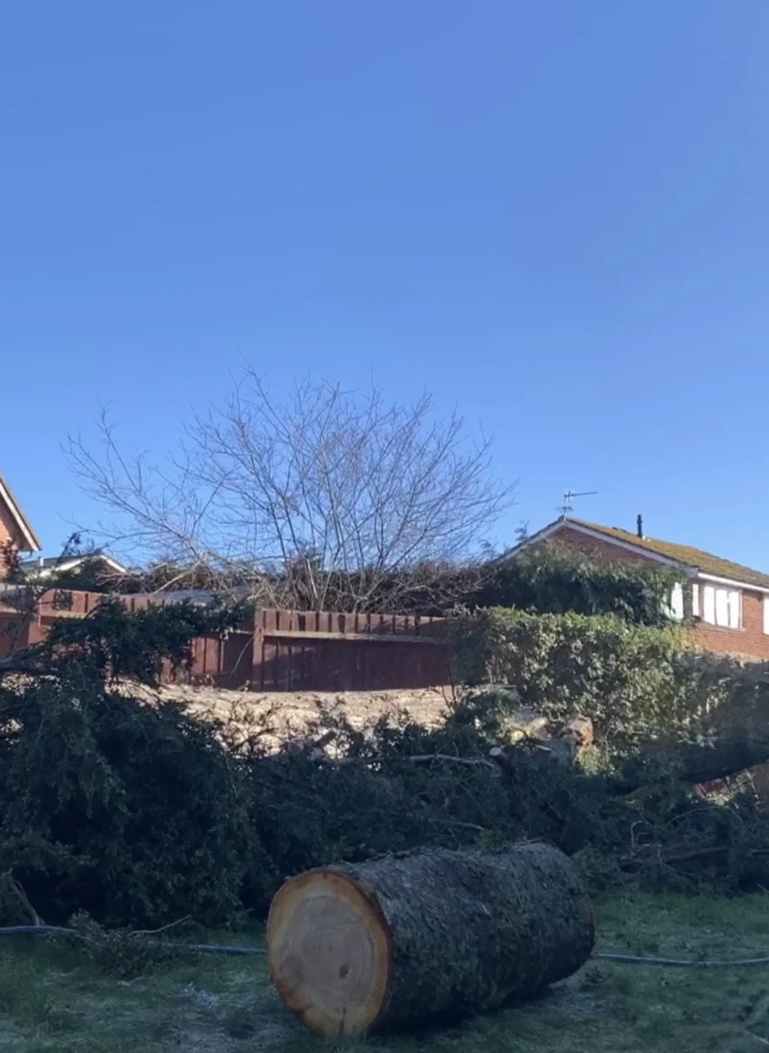 tree removal in Ledbury