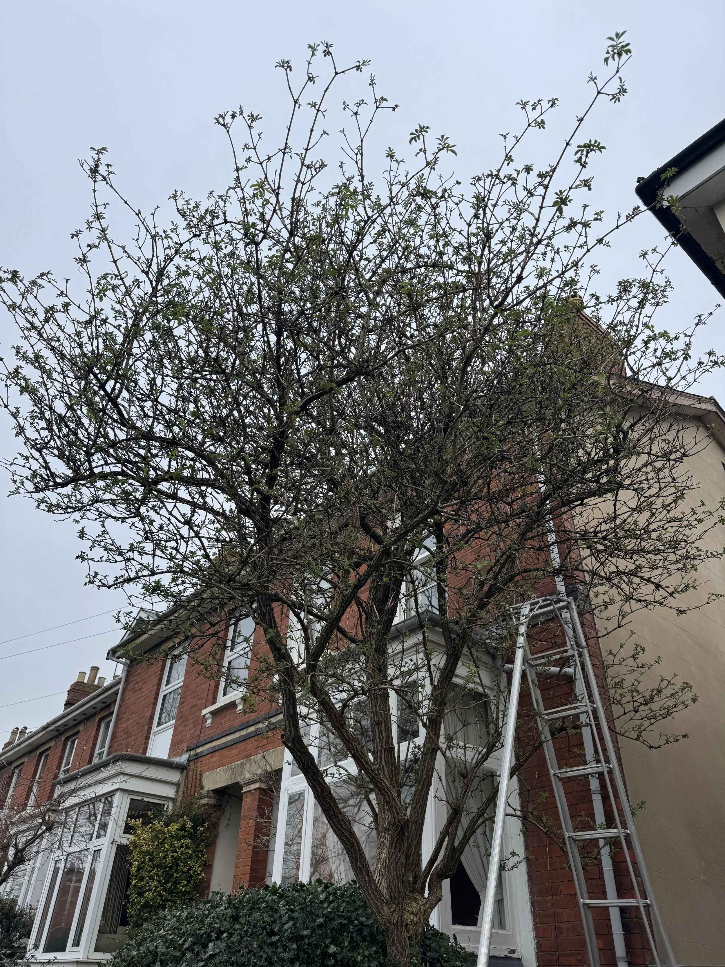 tree reduction by cheltenham tree surgeon