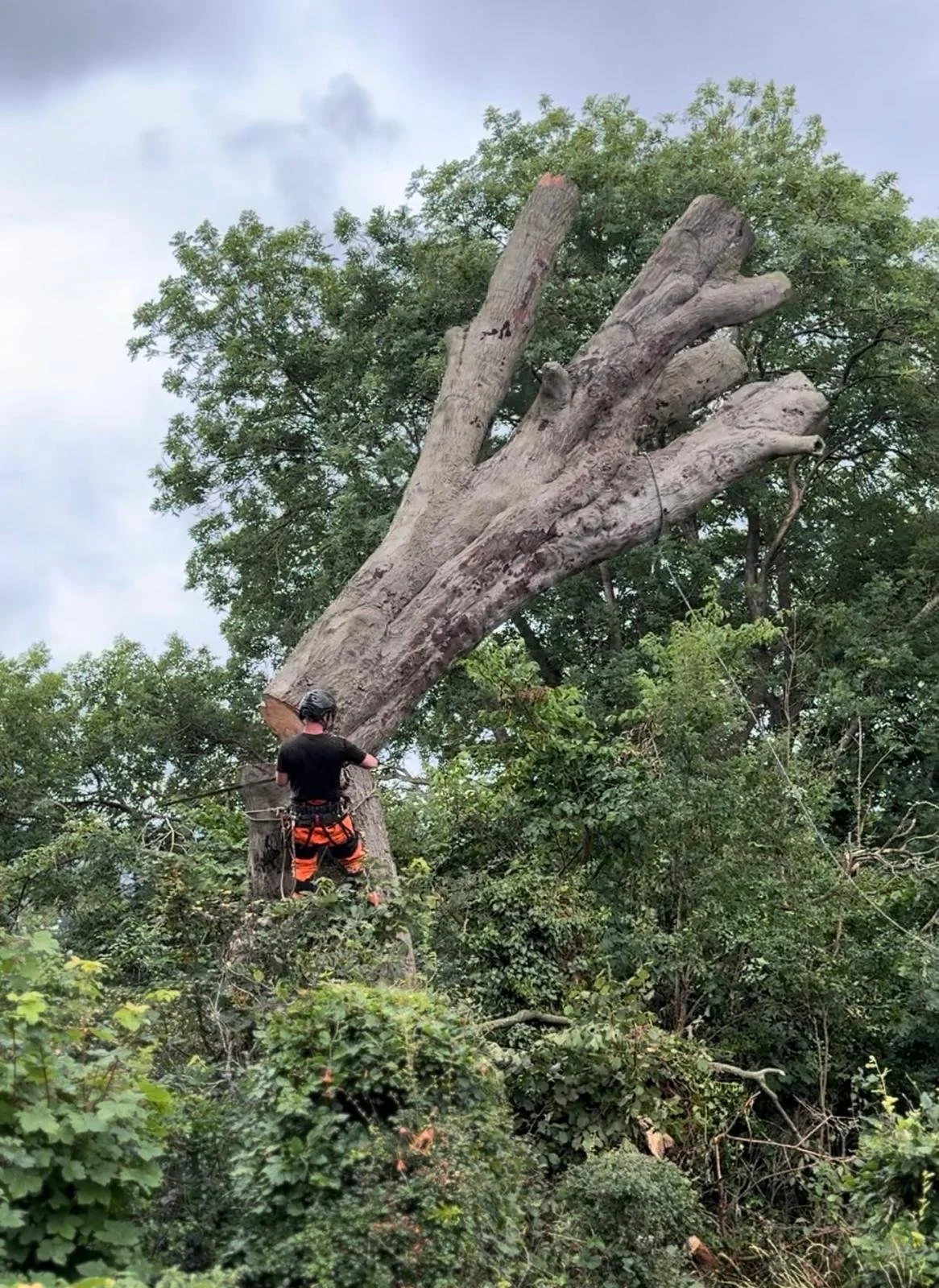 How Much Does a Tree Surgeon Cost? What to Expect From a Quote
